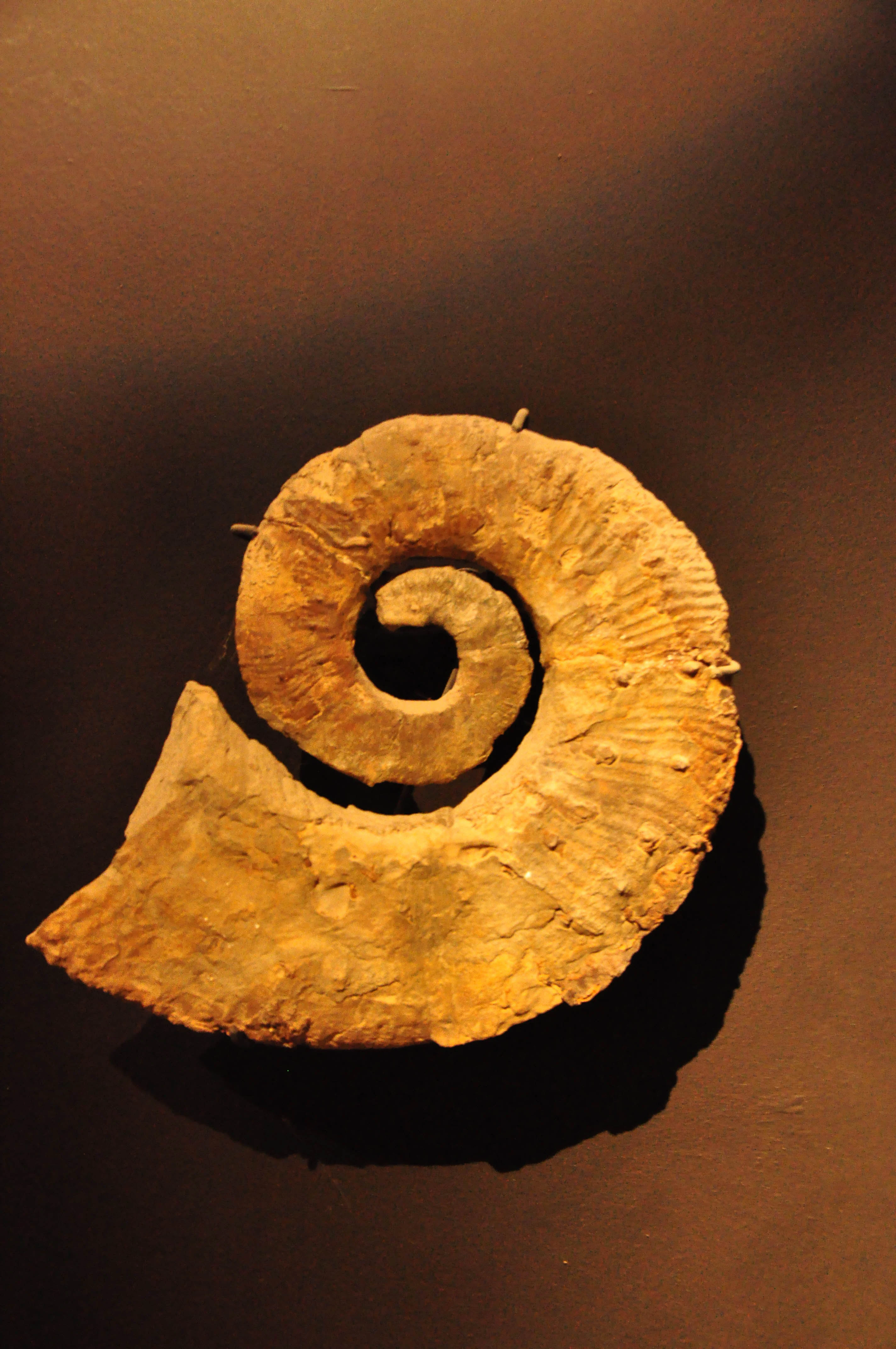 A close up view of a tan, spiral-shaped fossilized ammonite shell mounted against a solid dark brown background.