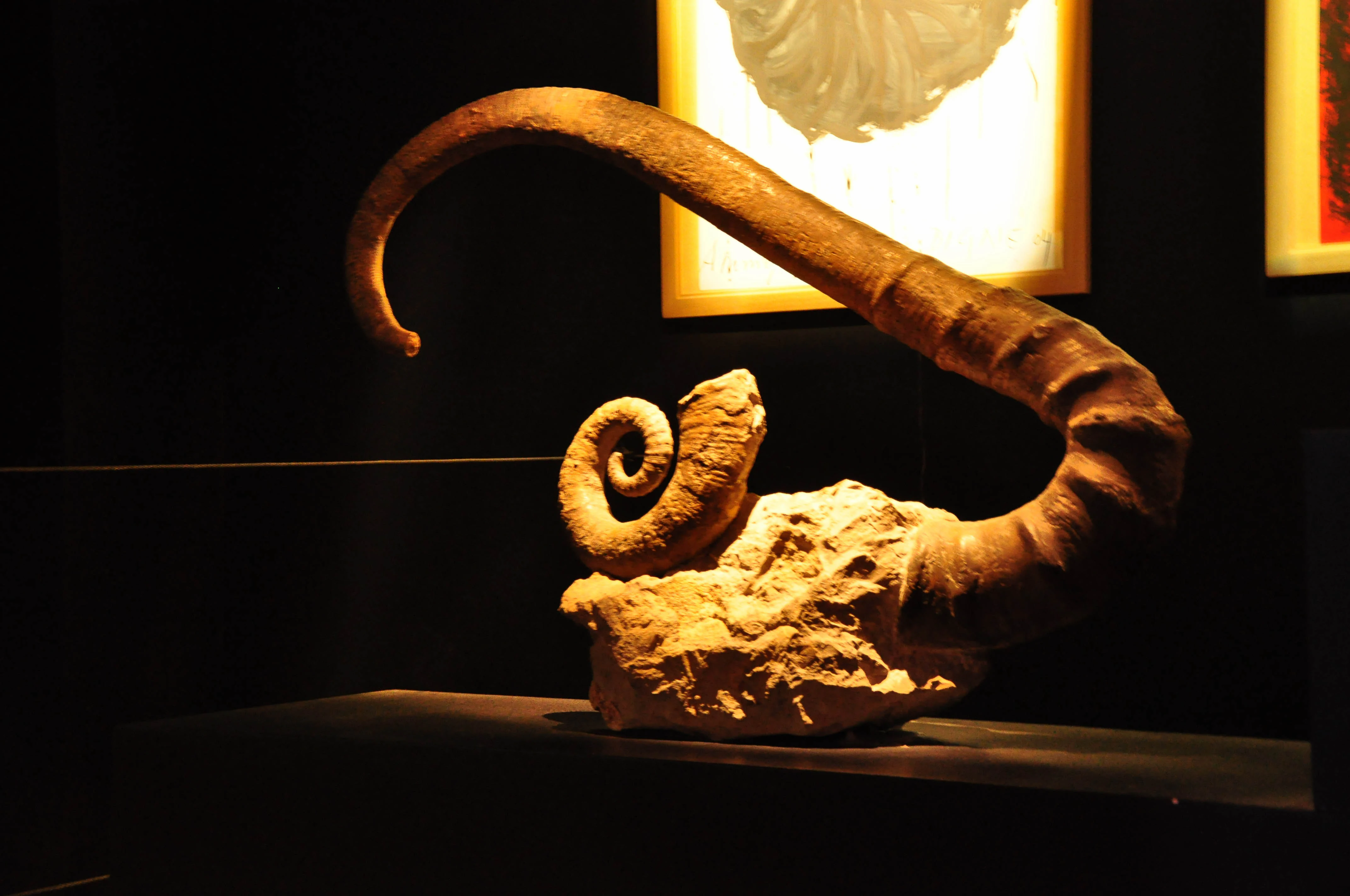A fossilized ammonite with a coiled shell displayed on a pedestal against a dark background, lit from above.
