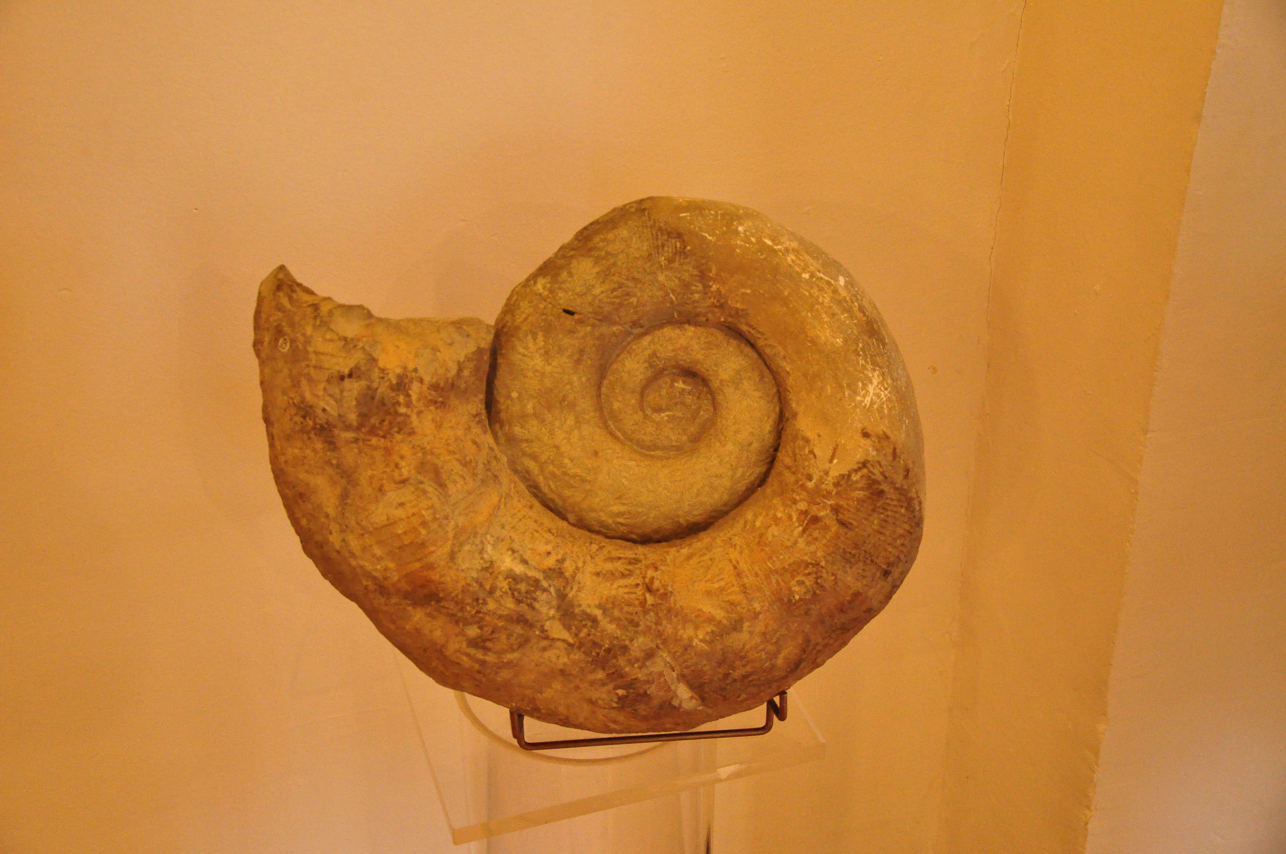 A close-up view of a large, spiral-shaped fossilized ammonite shell mounted on a small clear stand against a plain, light-colored wall.