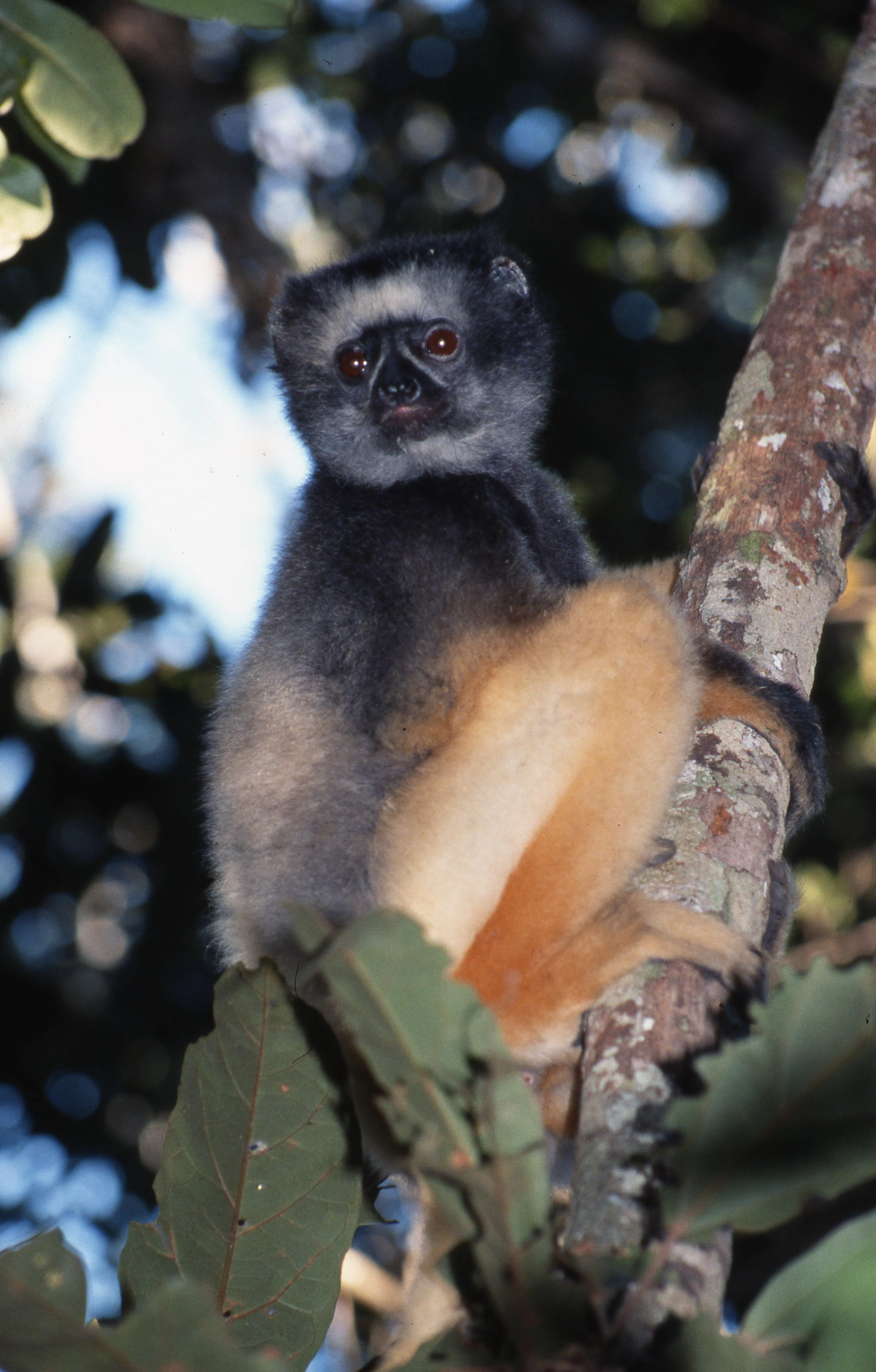A Diademed Sifaka lemur with grey fur on its head and chest and orange-yellow fur on its limbs, perched on a tree branch.