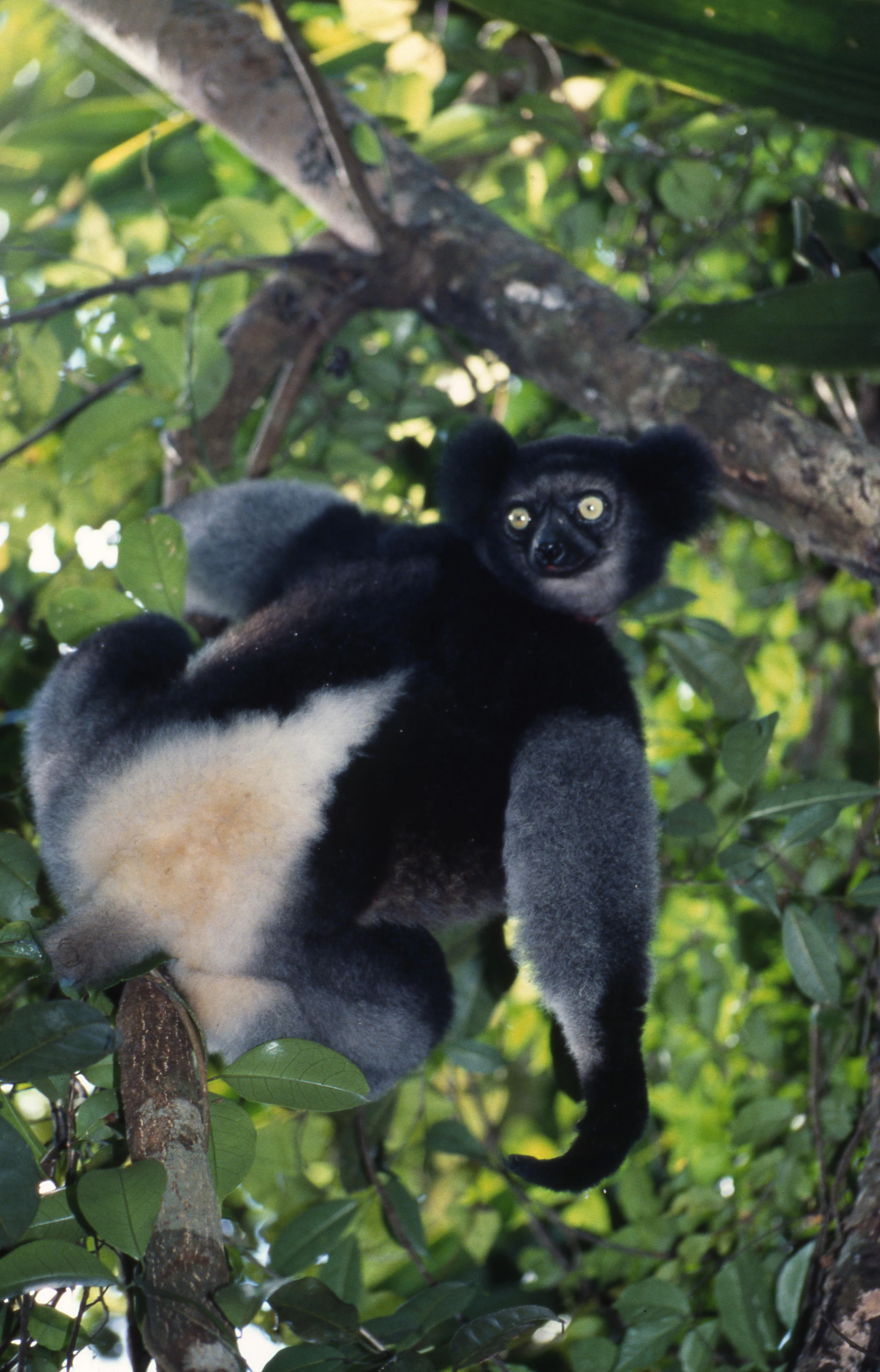 An Indri lemur with black and white fur sits in a tree, looking back at the camera.