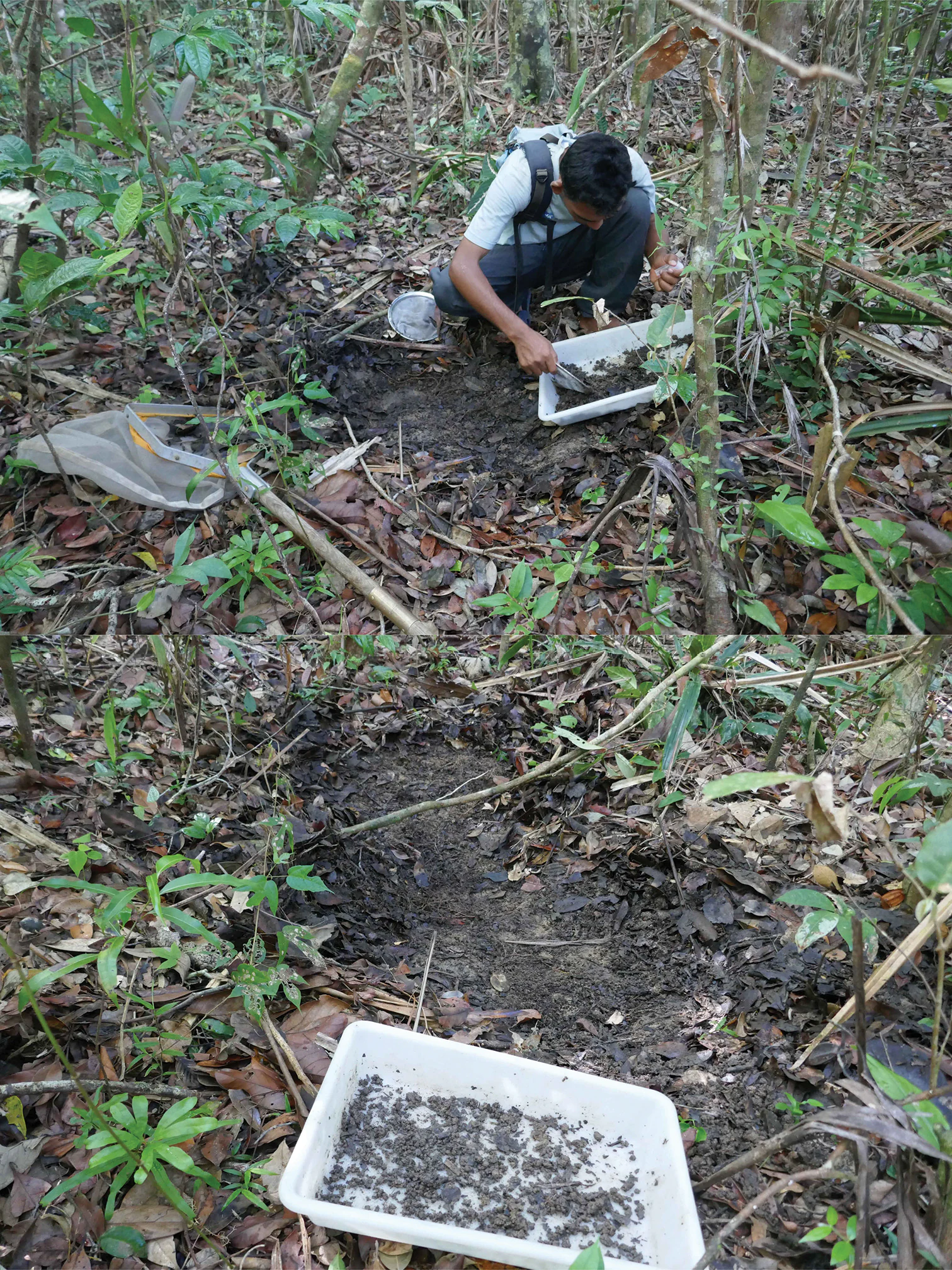 A person crouching on a forest floor, using a small white tray to collect soil or leaf litter samples in a tropical environment.