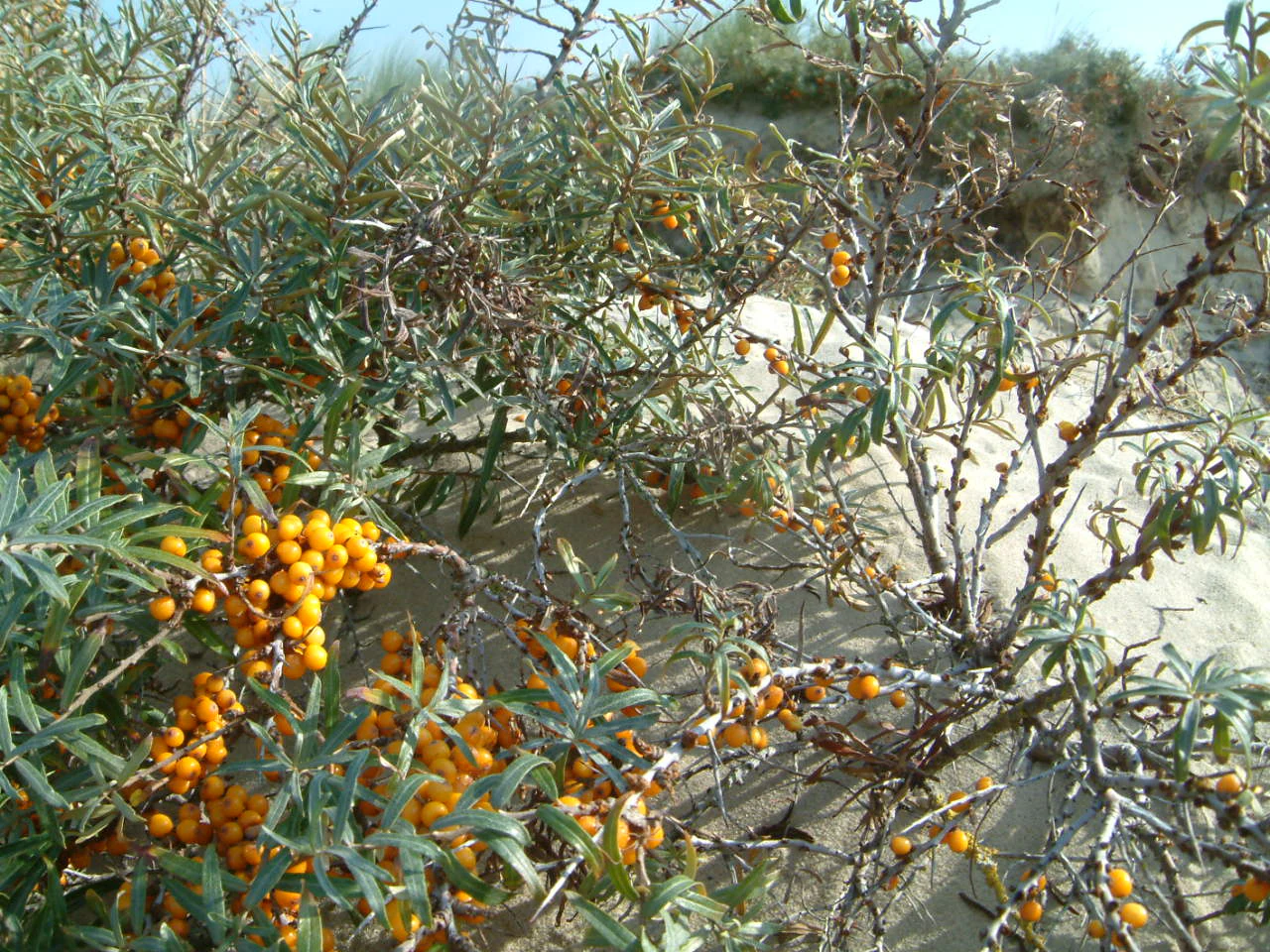 A close-up shot of sea buckthorn branches covered with bright orange berries, growing on a sandy dune in the Canche Bay nature reserve.