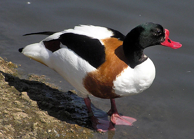 A common shelduck standing on a rocky bank next to water, with its distinctive dark green head, bright red bill, white body, and chestnut band across its chest.
