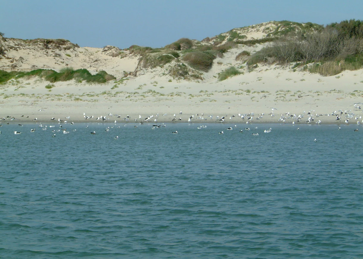 A wide view of the Canche river estuary featuring sandy coastal dunes in the background and a large flock of seabirds resting along the shoreline.