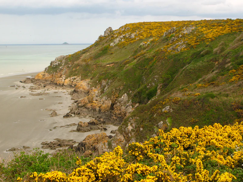 A view of rugged coastal cliffs meeting a sandy beach, with bright yellow gorse flowers covering the foreground and hillside.
