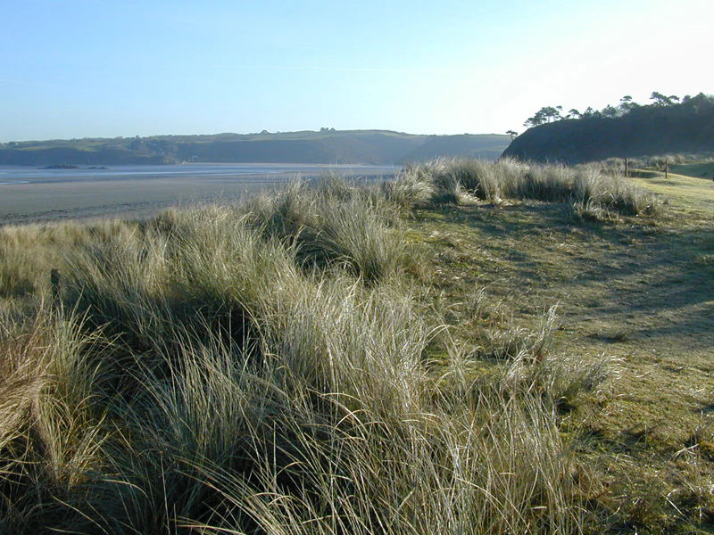 Coastal sand dunes covered in tall beach grasses overlooking a wide tidal mudflat in the distance under a clear sky.