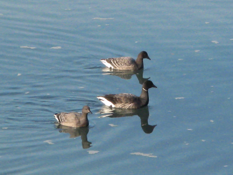 Three Brent geese swimming in calm water, seen from a high angle.