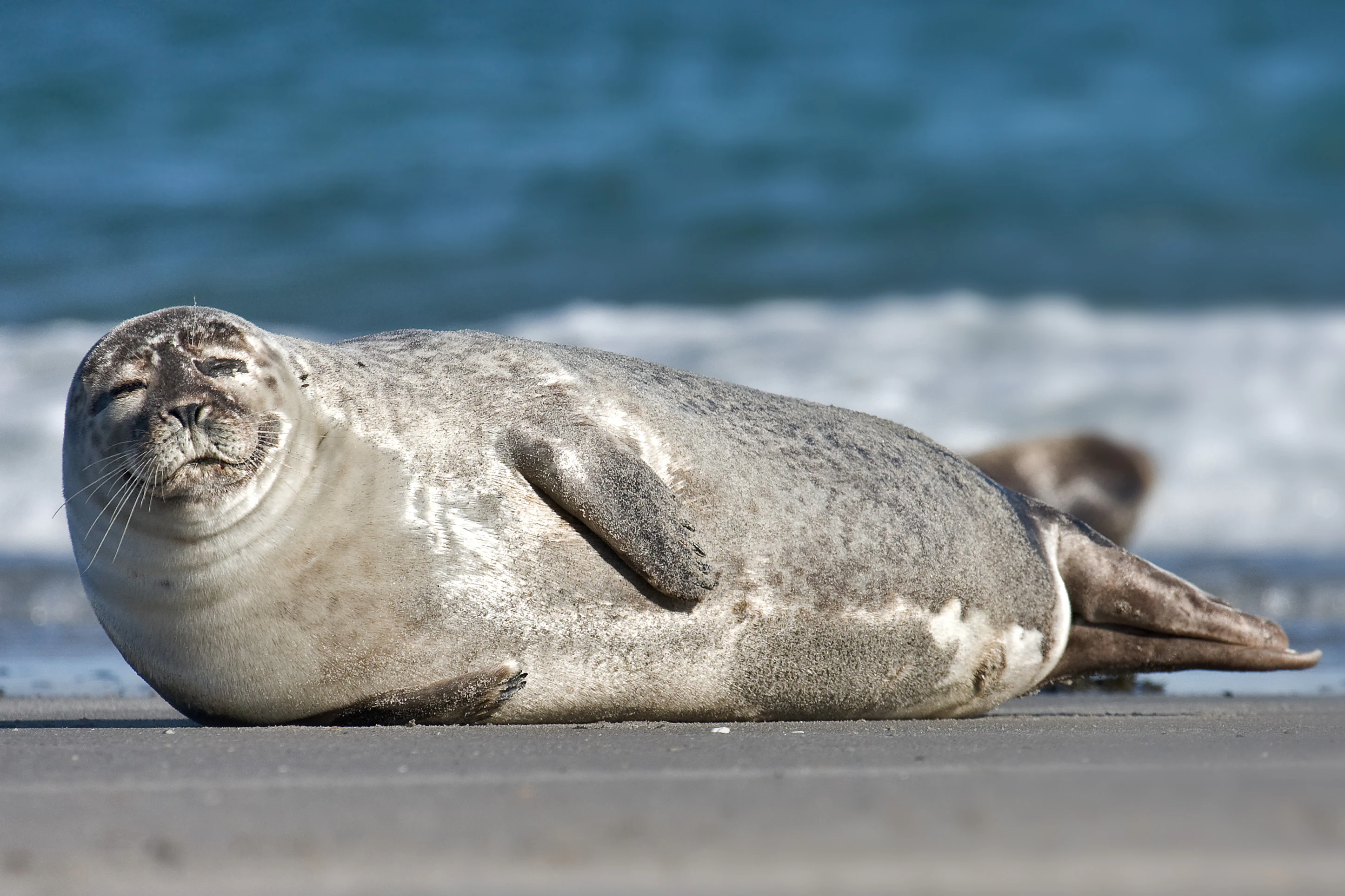 A harbor seal lying on a sandy beach with blue ocean waves in the background.