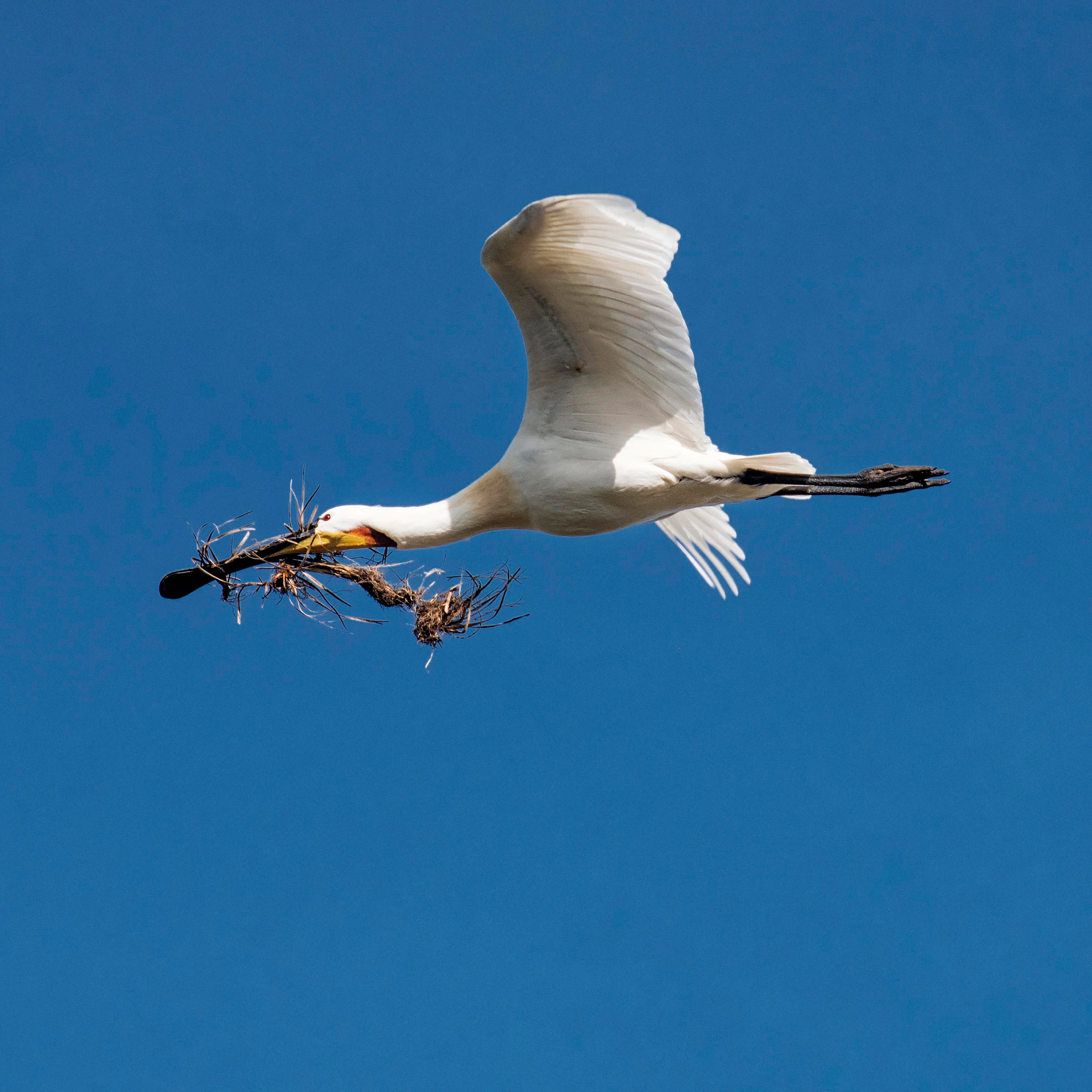A white Eurasian spoonbill flying horizontally against a solid blue sky, carrying a bundle of twigs and branches in its long black bill.