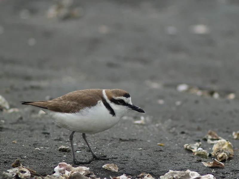 A Kentish plover bird standing on grey wet sand with scattered shell fragments.