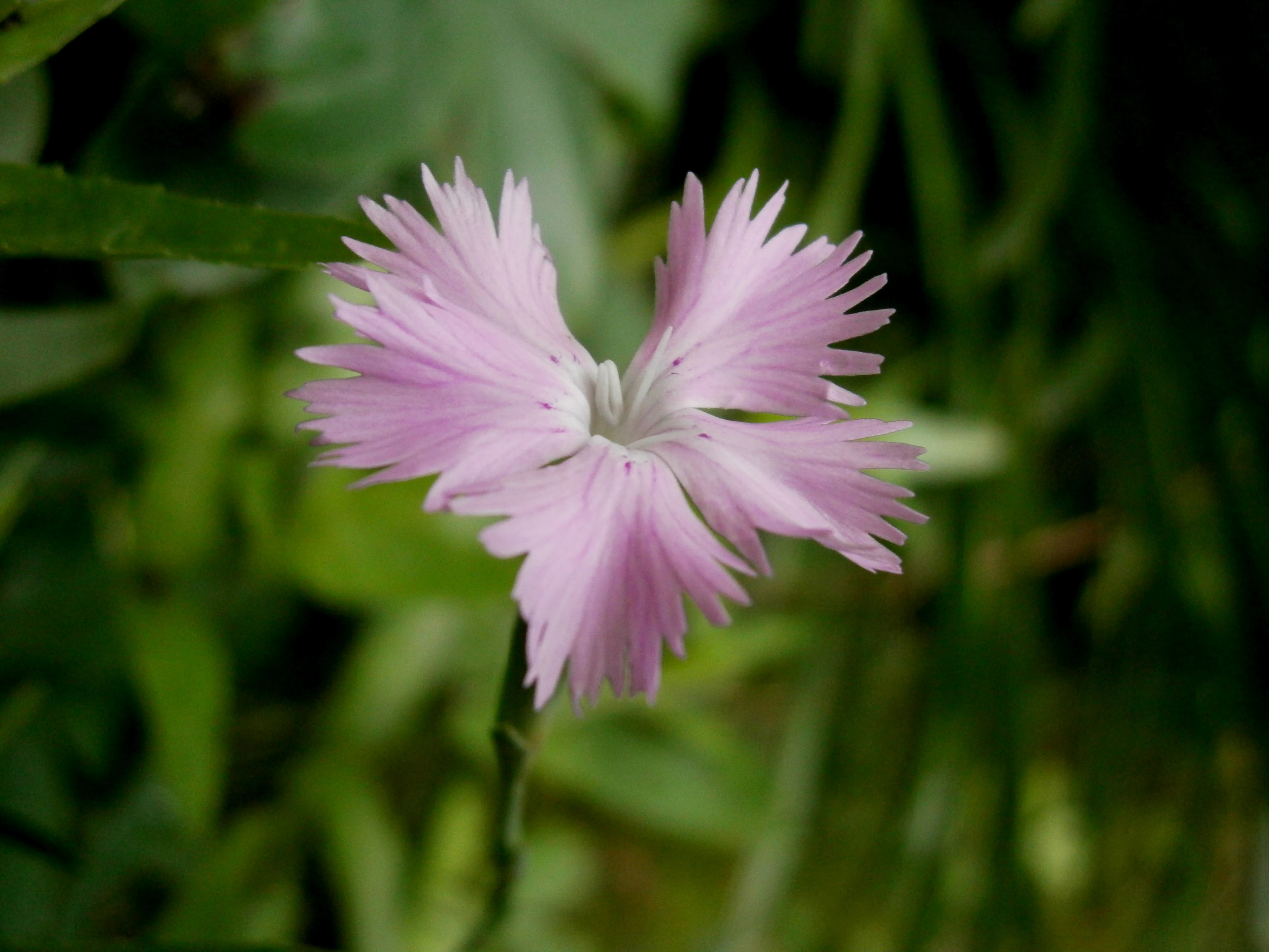 A close-up view of a pale pink Dianthus gallicus flower with fringed petals against a soft-focus green foliage background.