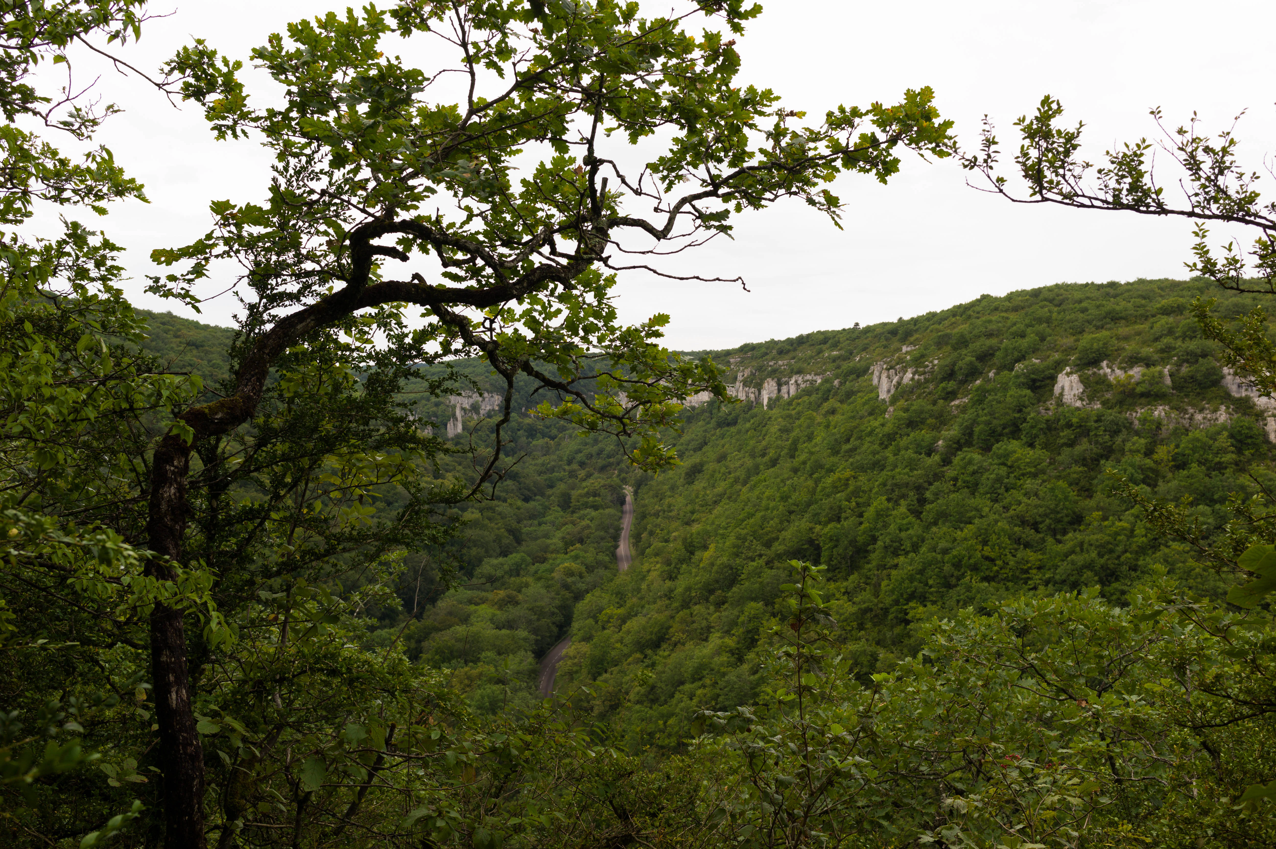 Una vista de gran angular de un valle frondoso y verde con escarpadas bandas de acantilados rocosos visibles a lo largo de las laderas superiores, enmarcado por ramas de árboles en primer plano.