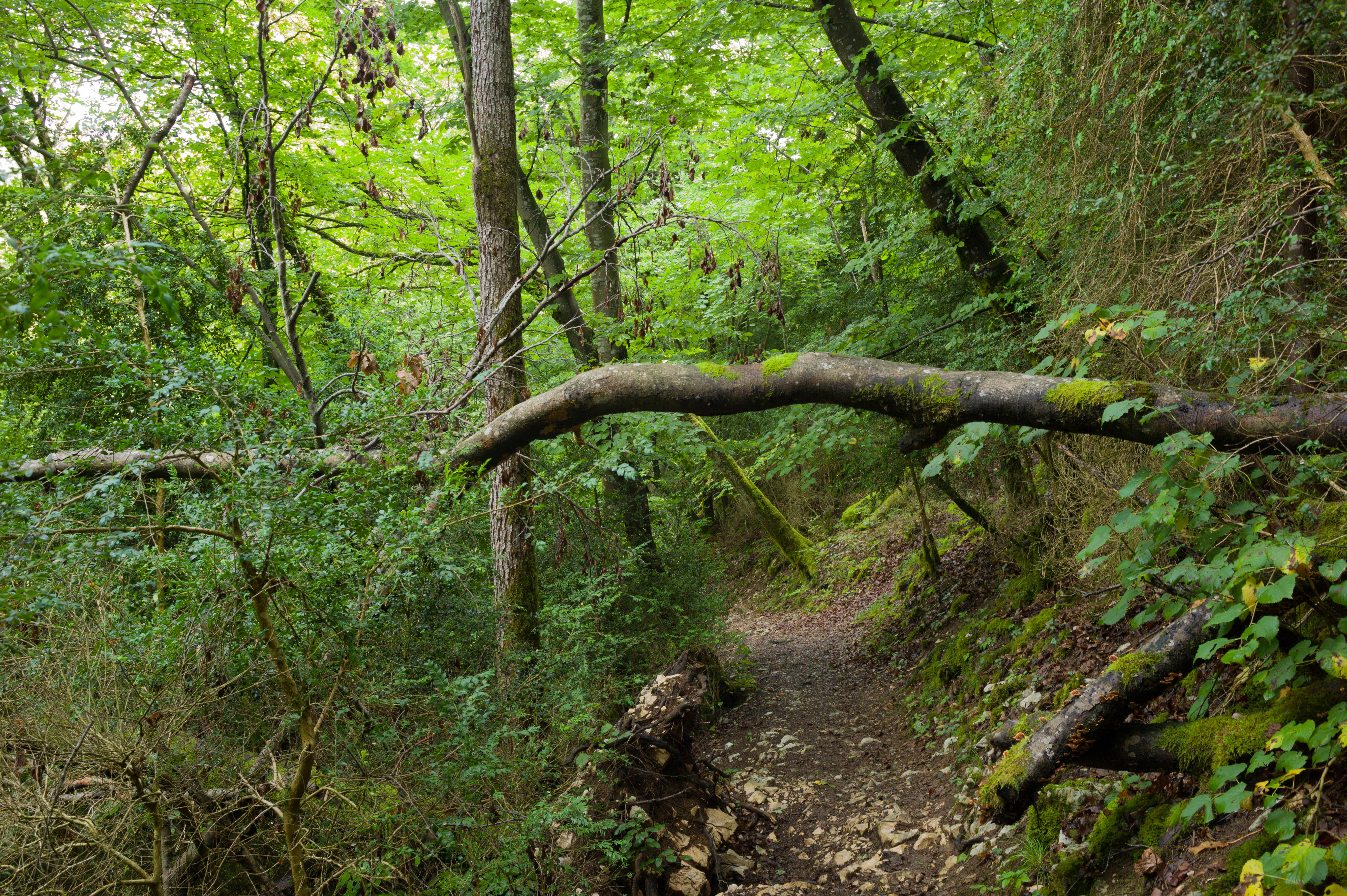 Un estrecho sendero de tierra para caminatas se adentra en un bosque verde y frondoso, con un tronco de árbol caído que se extiende horizontalmente a lo largo del camino.