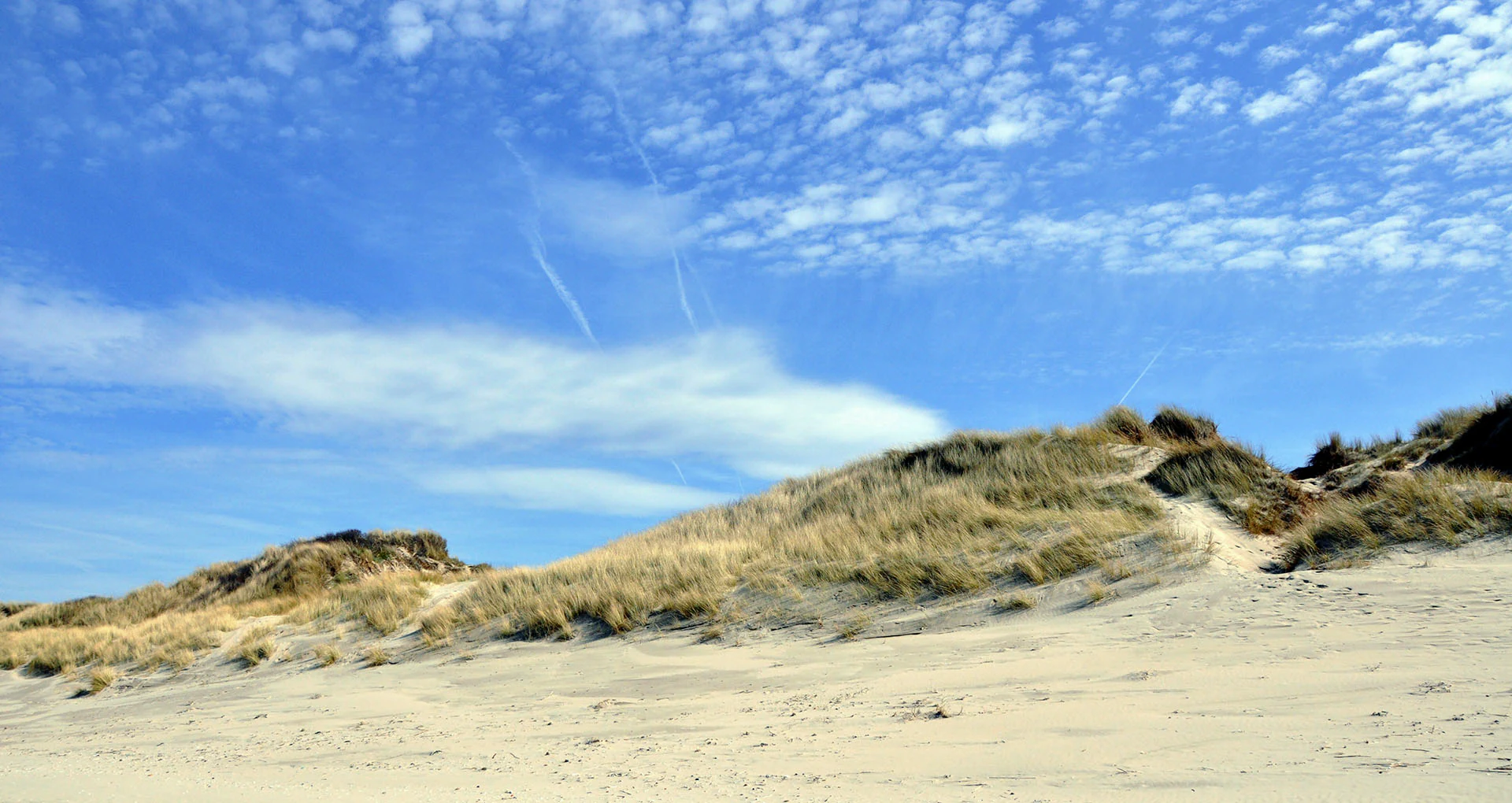 A wide view of coastal sand dunes covered in marram grass under a bright blue sky with scattered clouds.