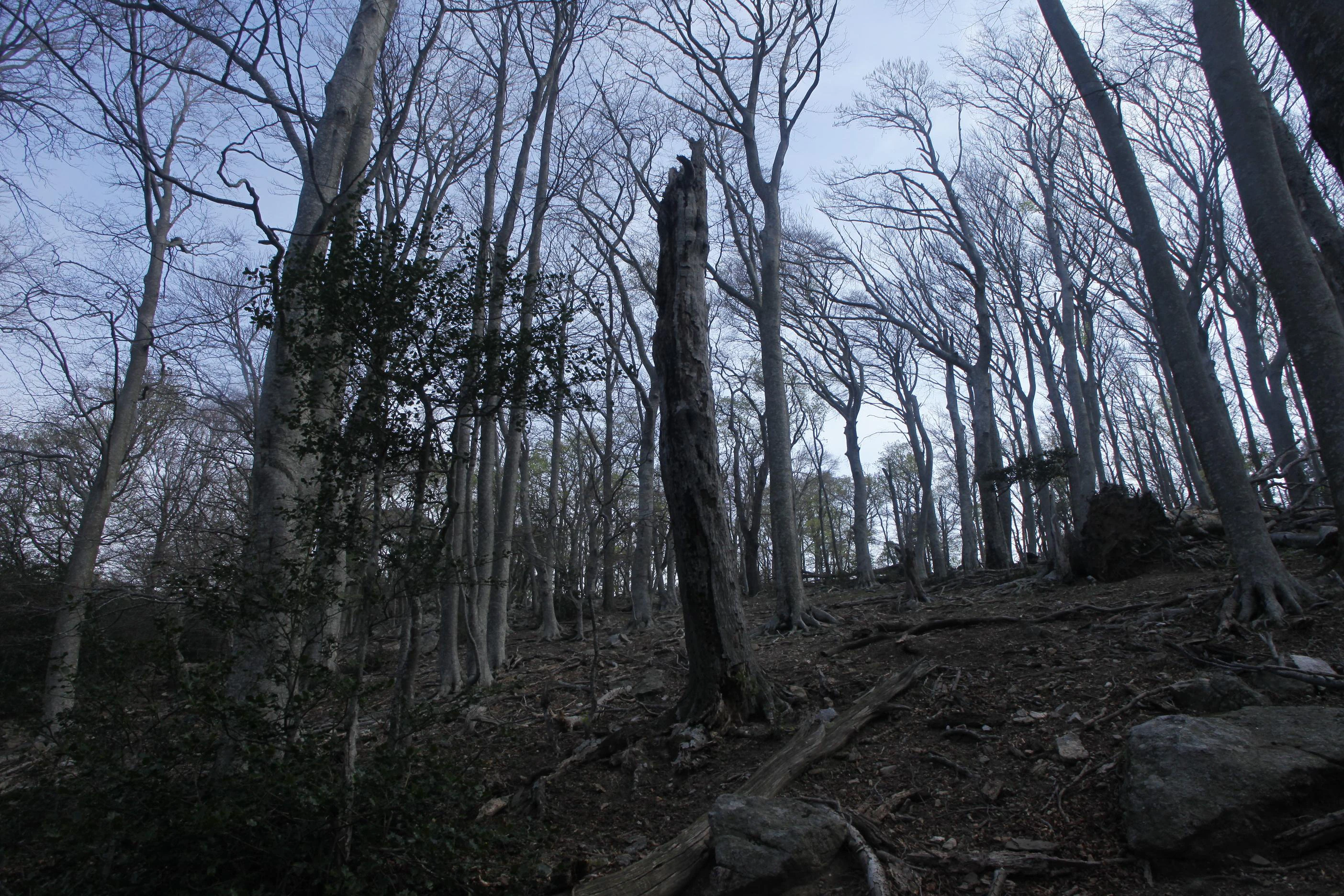 A low-angle view looking up into a dense forest with bare, deciduous trees and a tall, broken tree trunk in the center, set against a muted sky.