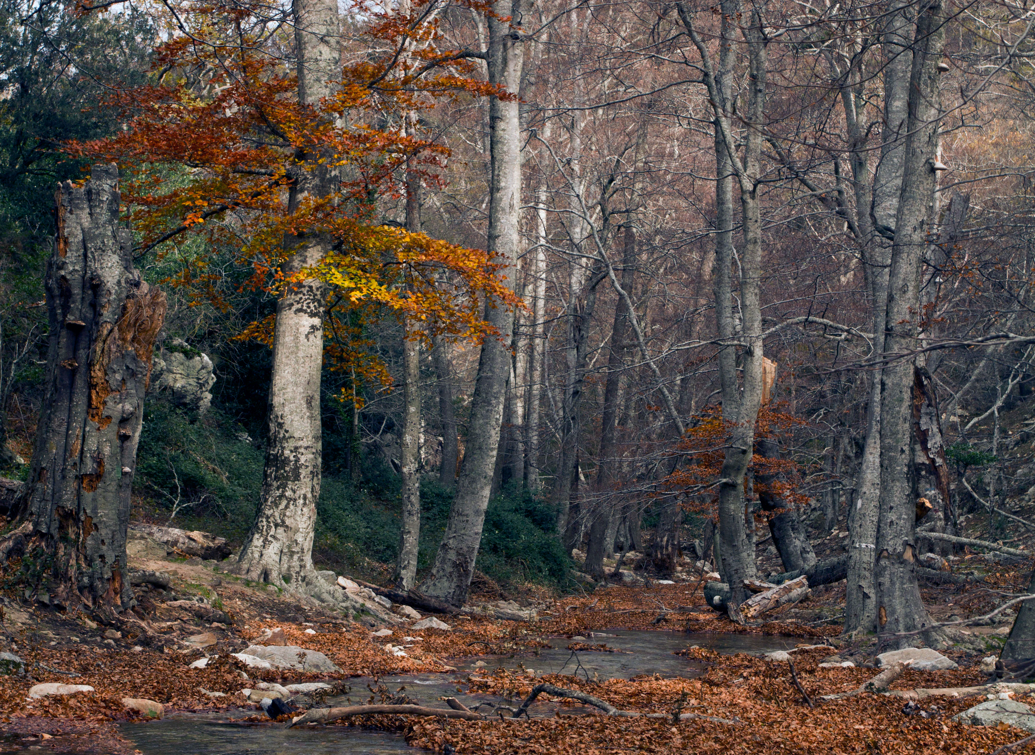 A view into a dense woodland during autumn with tall, light-barked beech trees, some standing and some fallen, with dry leaves covering the forest floor.