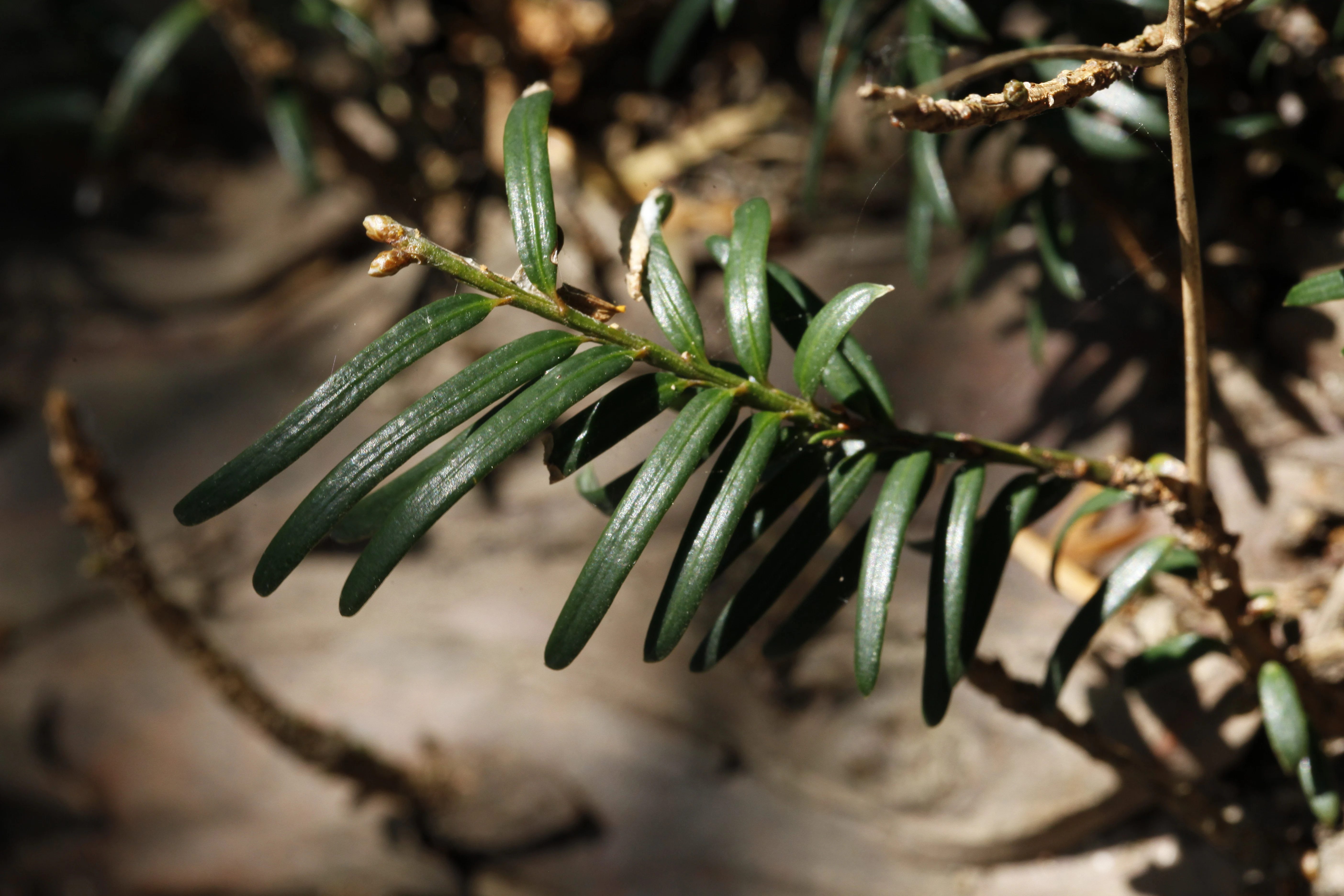 A detailed close-up of dark green, needle-like yew leaves attached to a branch, with a soft-focus forest floor in the background.