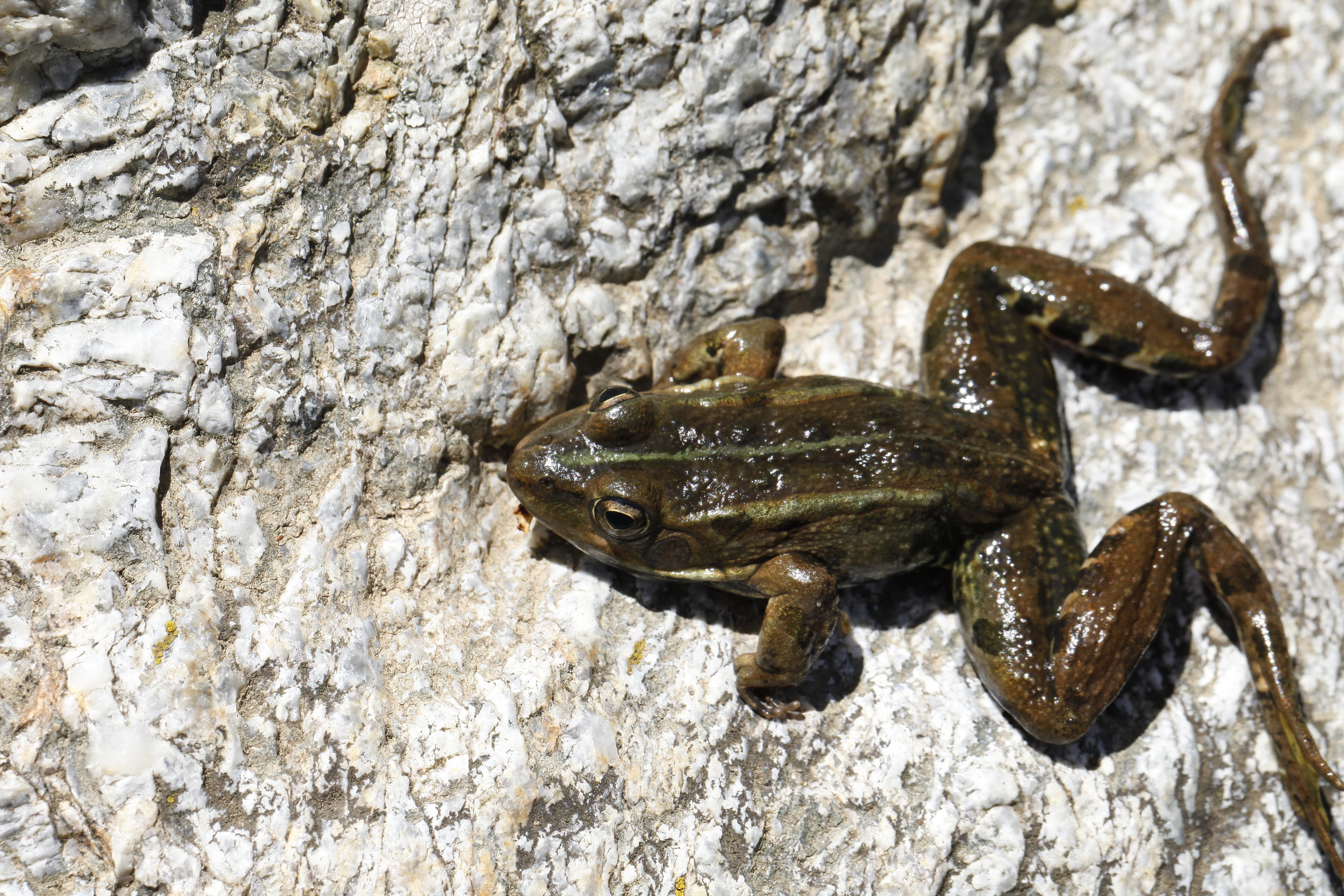 A brown-and-green frog with textured skin resting on a light-colored, rough, mineral-rich stone surface.
