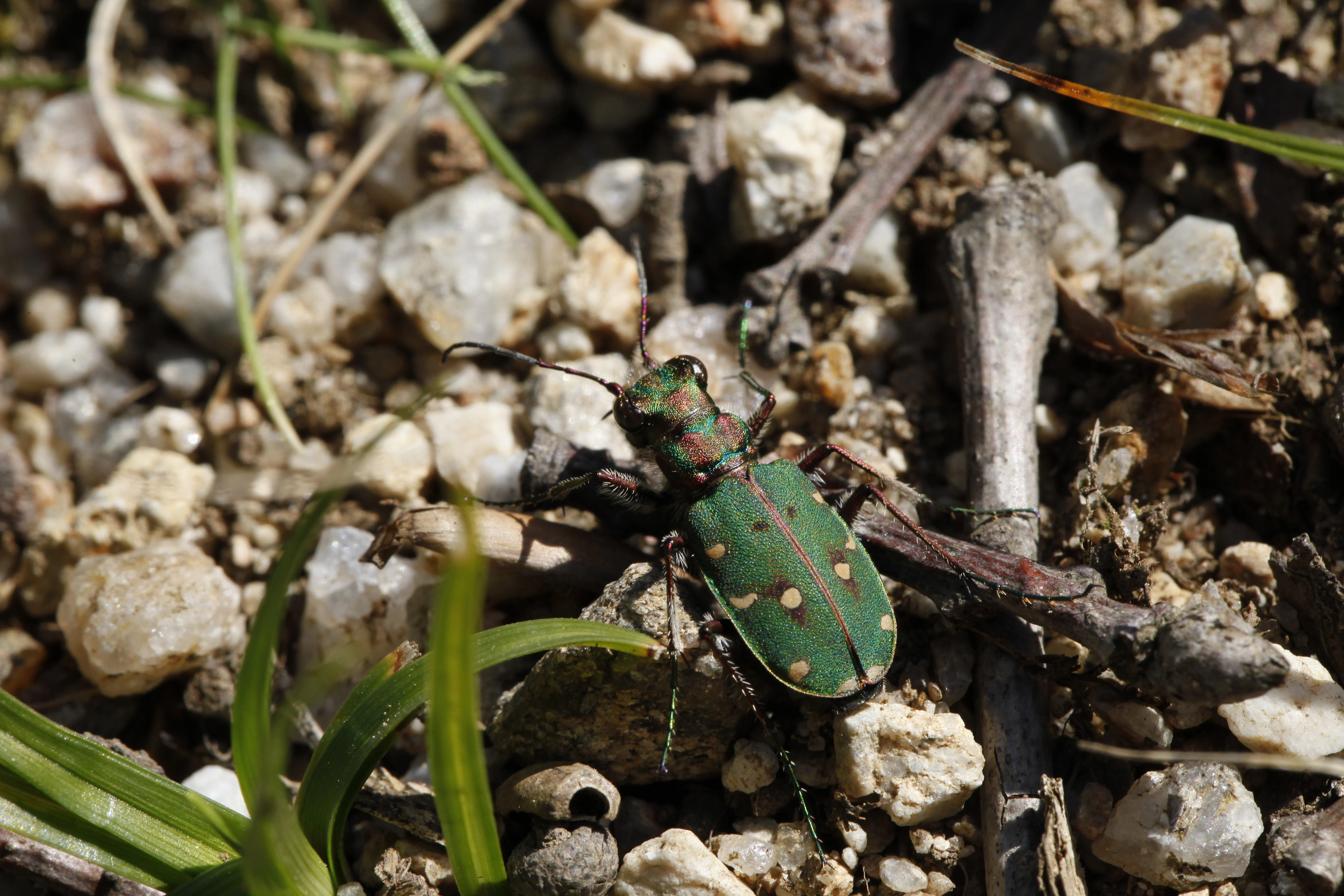 A green tiger beetle with spotted wing covers resting on gravelly forest soil.