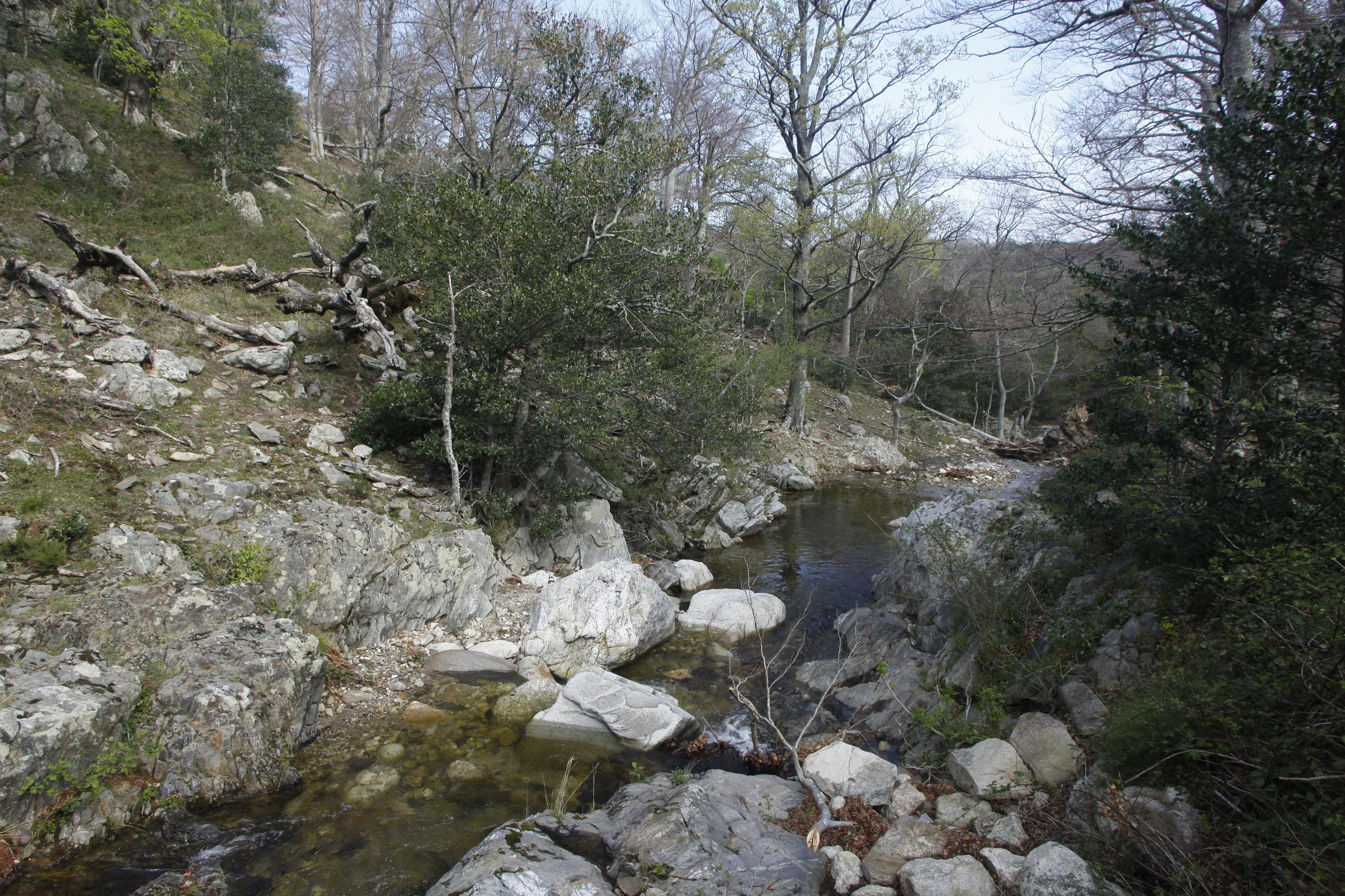 A small, clear stream flows through a rocky forest landscape in the Massane nature reserve.
