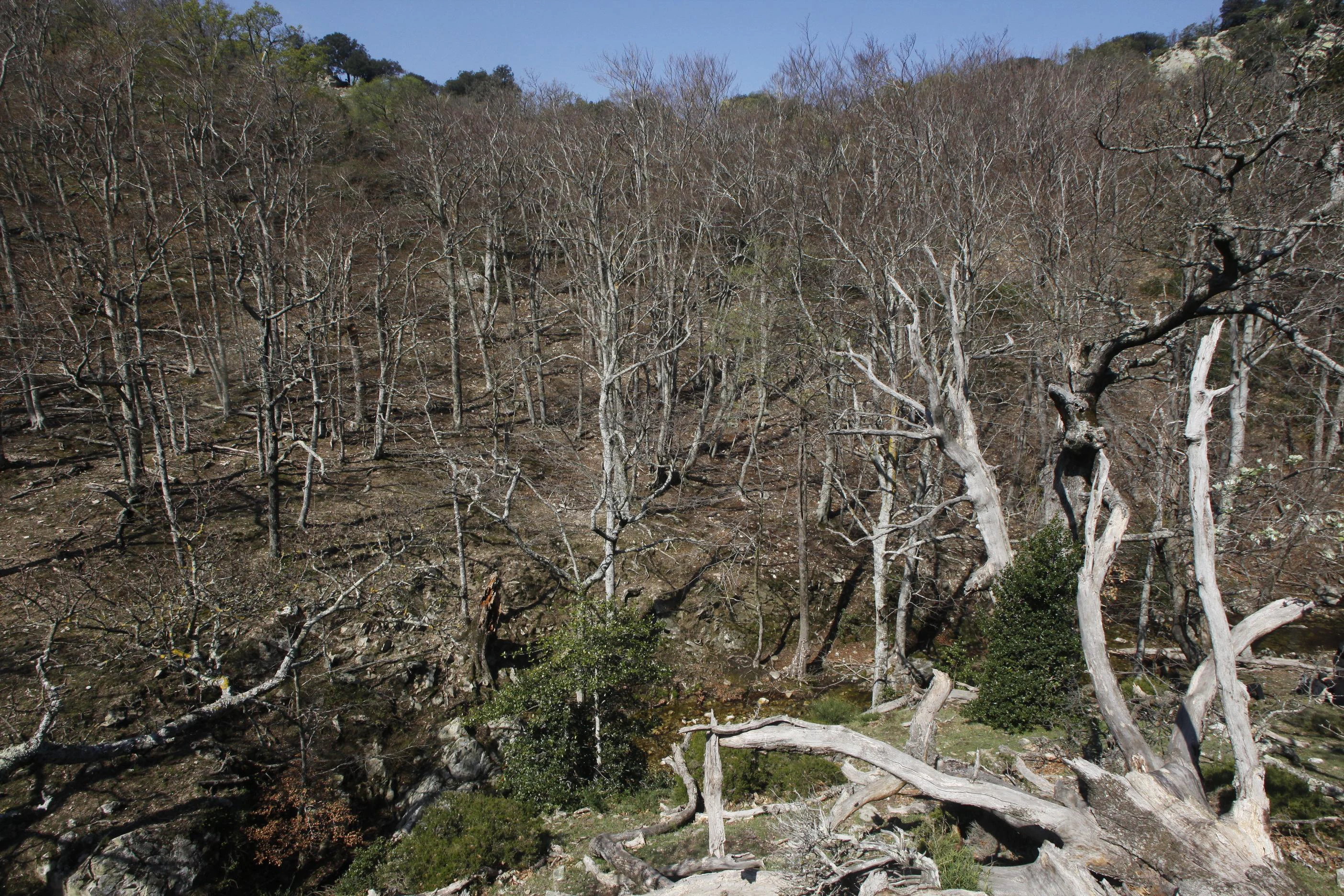 A hillside covered in a dense, deciduous forest during late winter or early spring with bare branches and some dead standing timber.