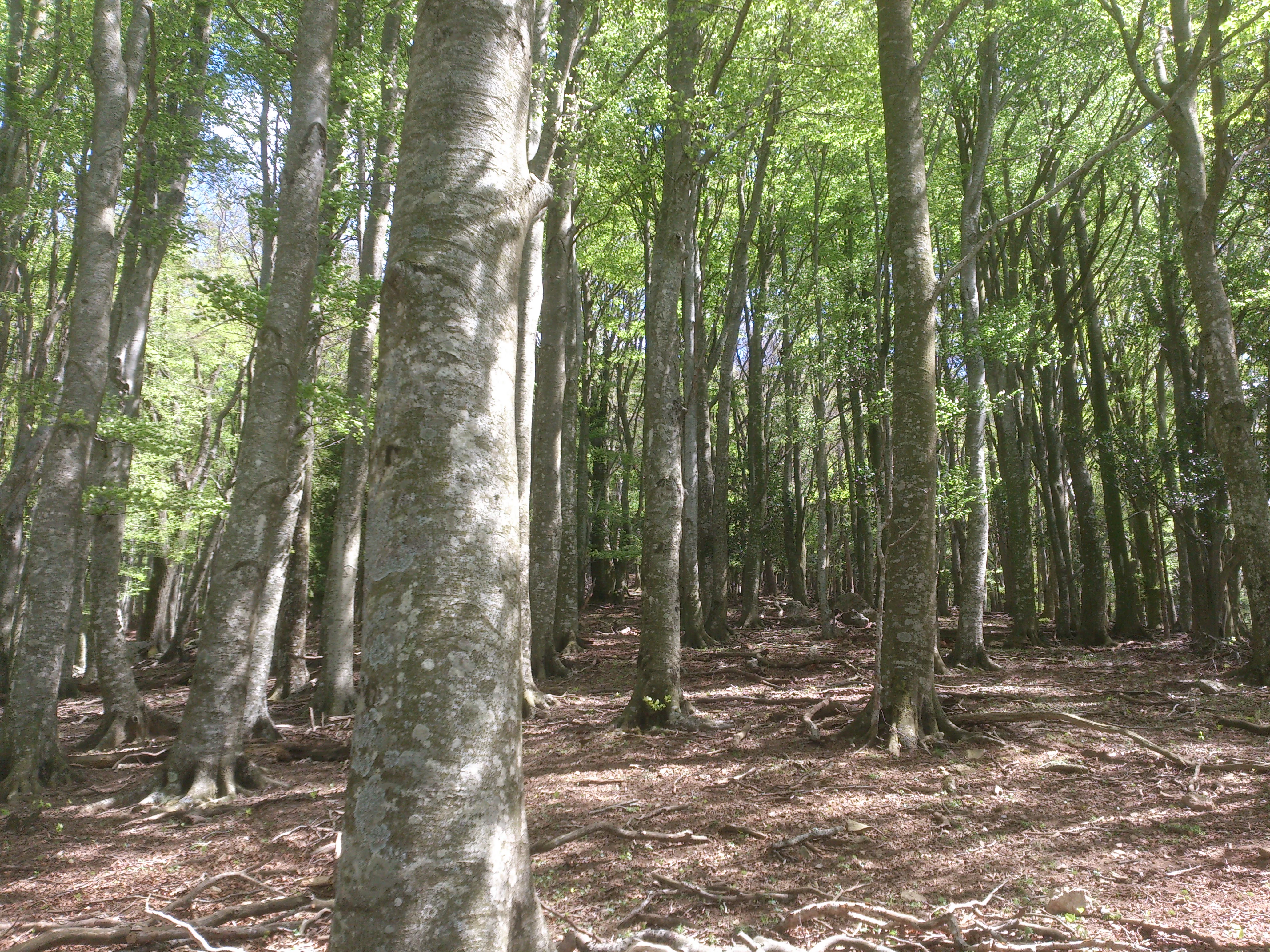 A dense forest of tall beech trees with smooth grey trunks and bright green leaves, the ground is covered in leaf litter and branches.