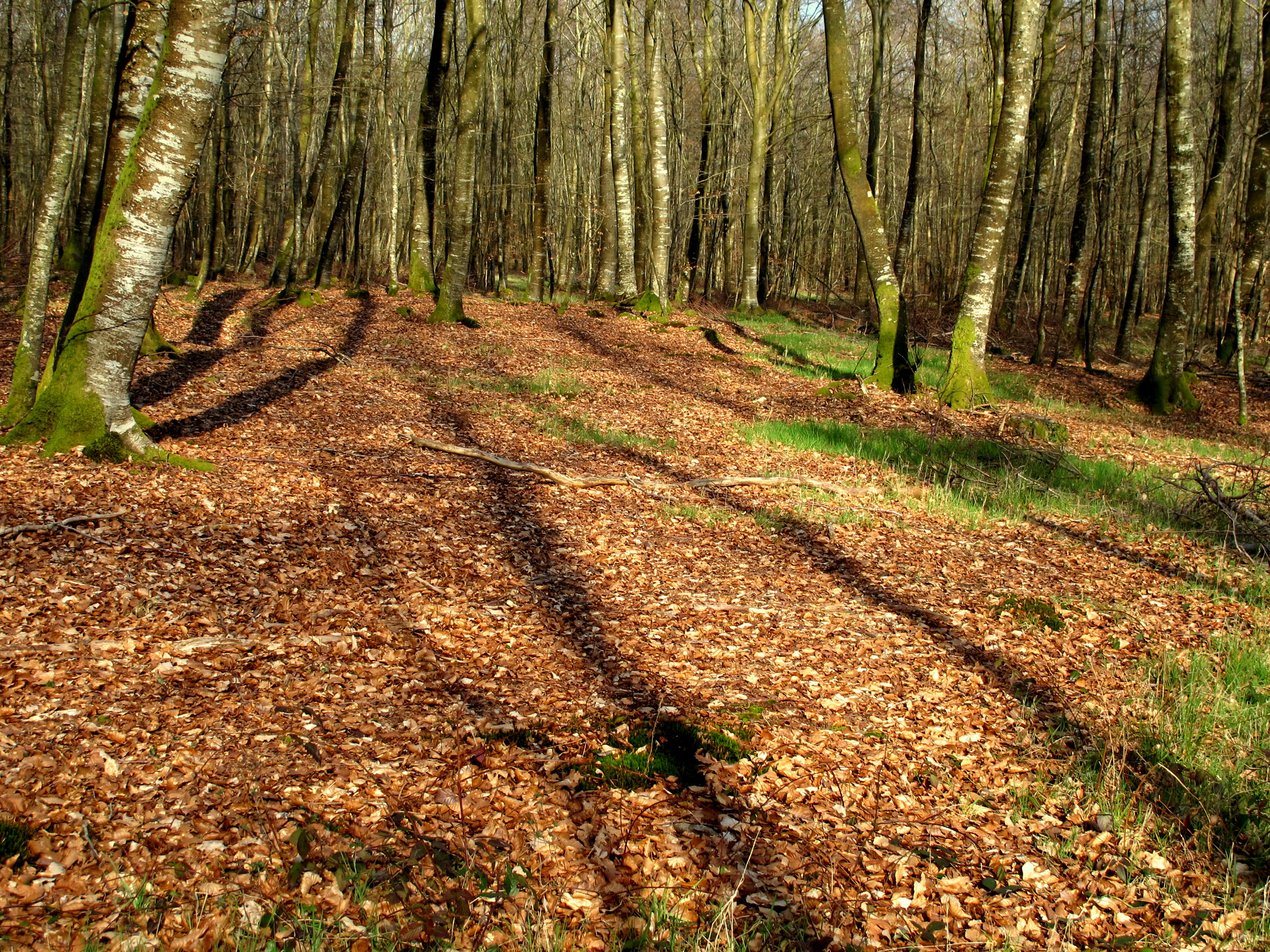 A deciduous forest scene in winter with bare trees and long shadows stretching across a forest floor covered in fallen brown leaves.
