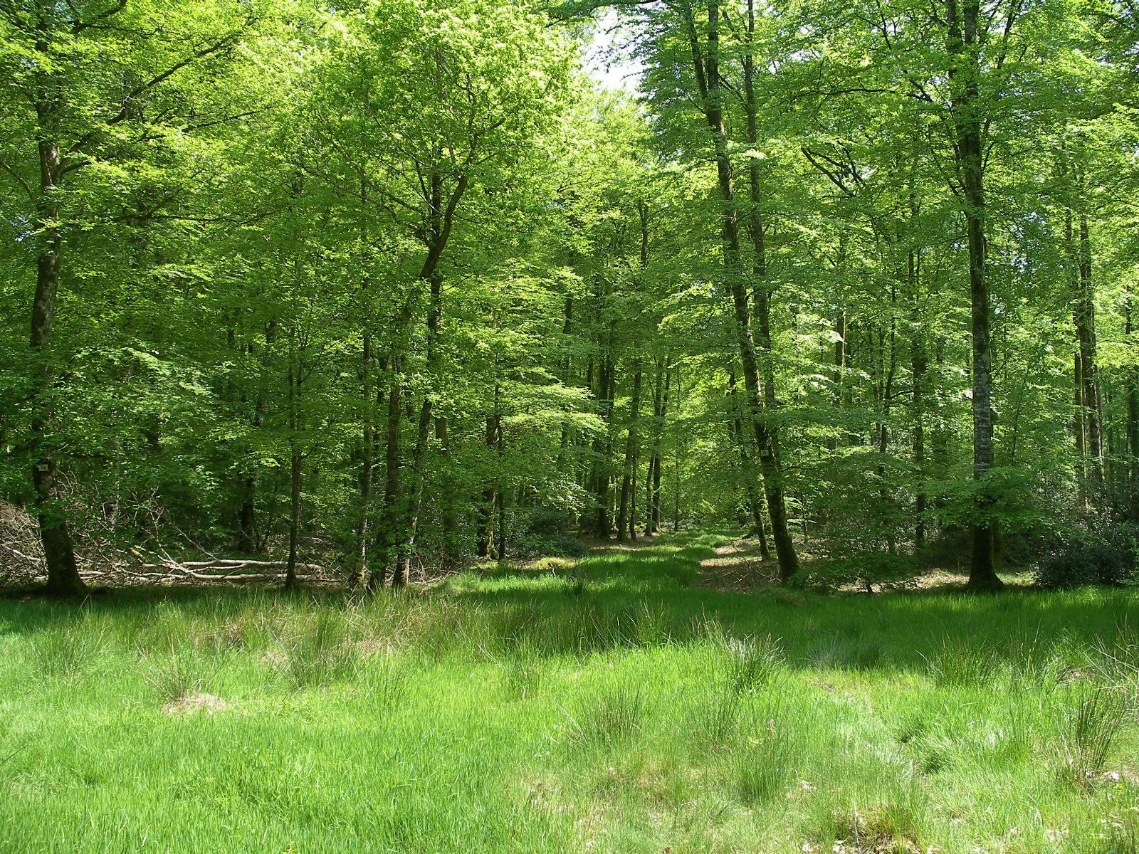 A bright, sunny view into a dense green deciduous forest with a grassy clearing in the foreground.