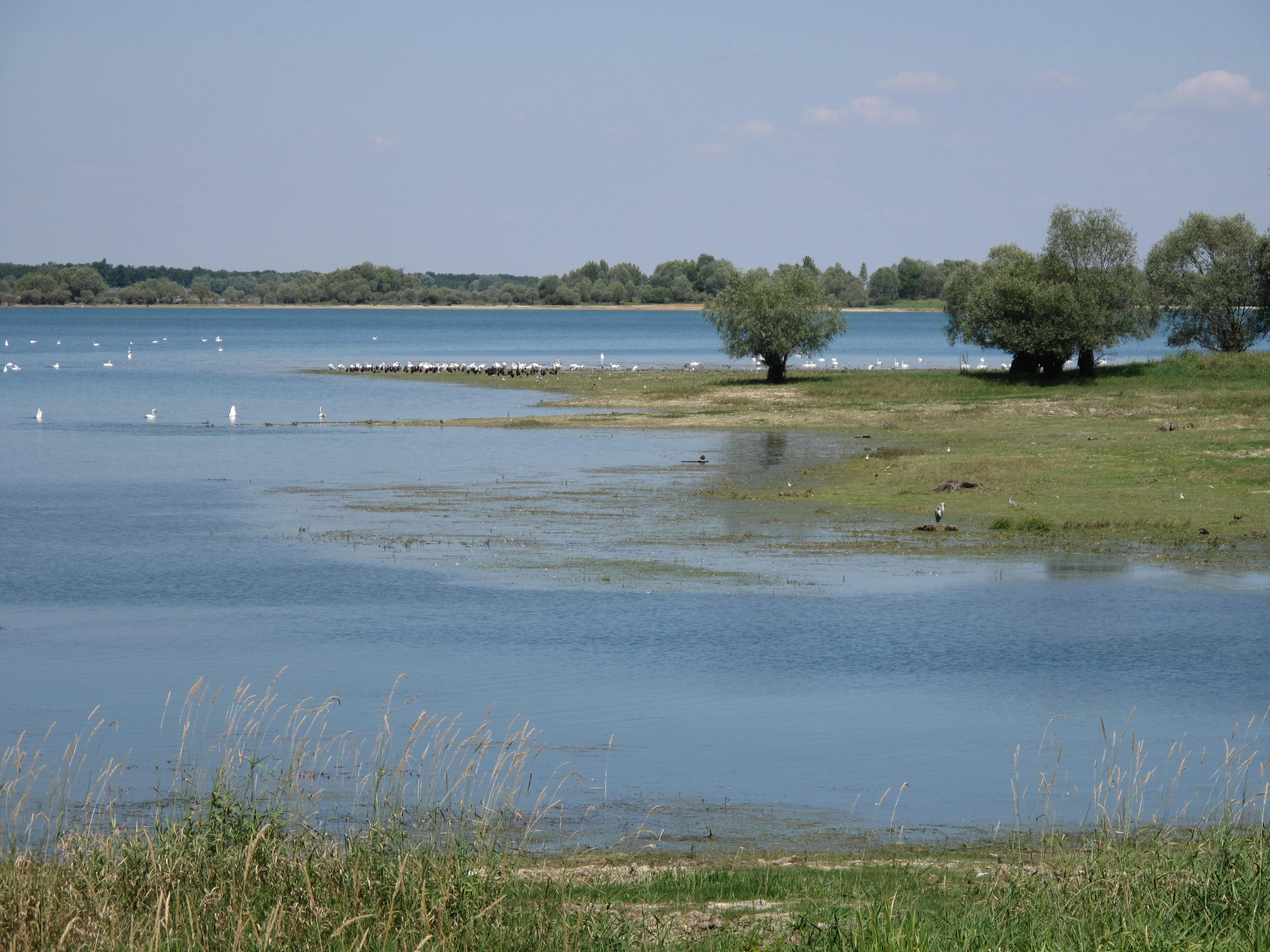 A wide, sunny view of a calm lake with grassy banks and small trees; a cluster of white birds is visible on a thin strip of land extending into the water.