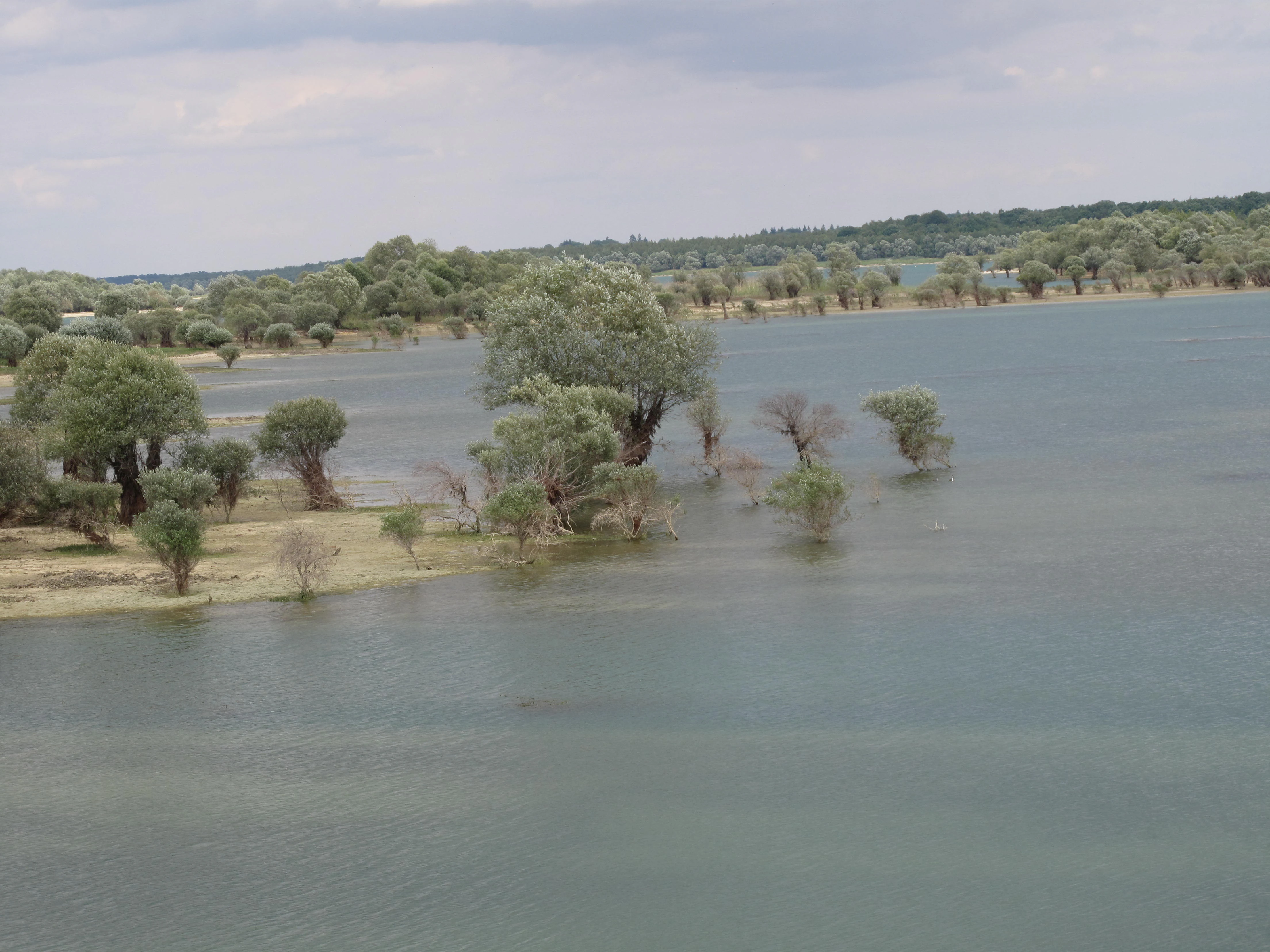 A wide angle view of a calm lake with trees growing along the shoreline and partially submerged in the water under a cloudy sky.