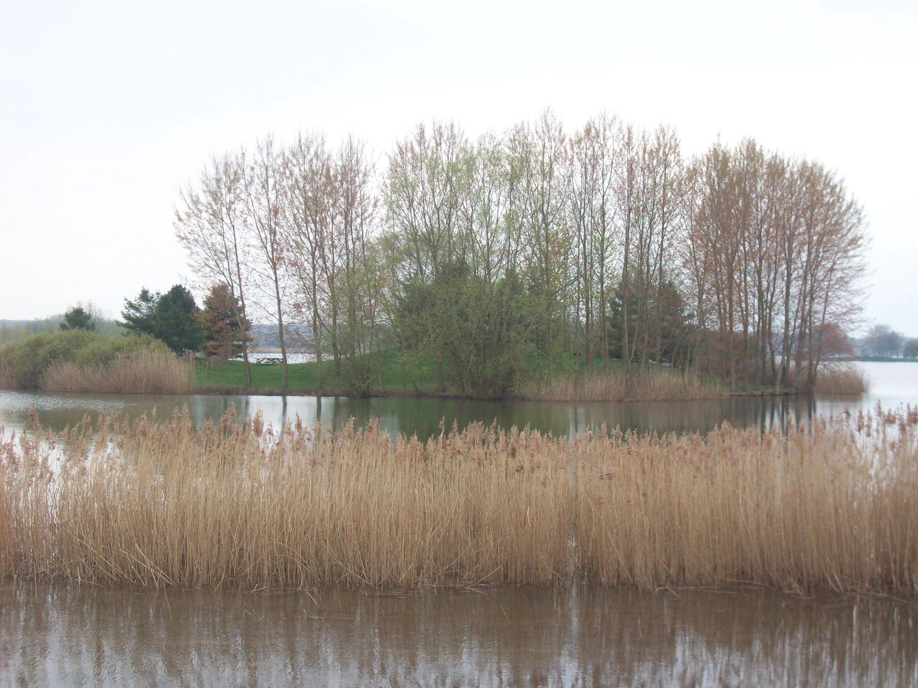 A view across water with tall golden reeds in the foreground and a small island with deciduous trees in the background under an overcast sky.