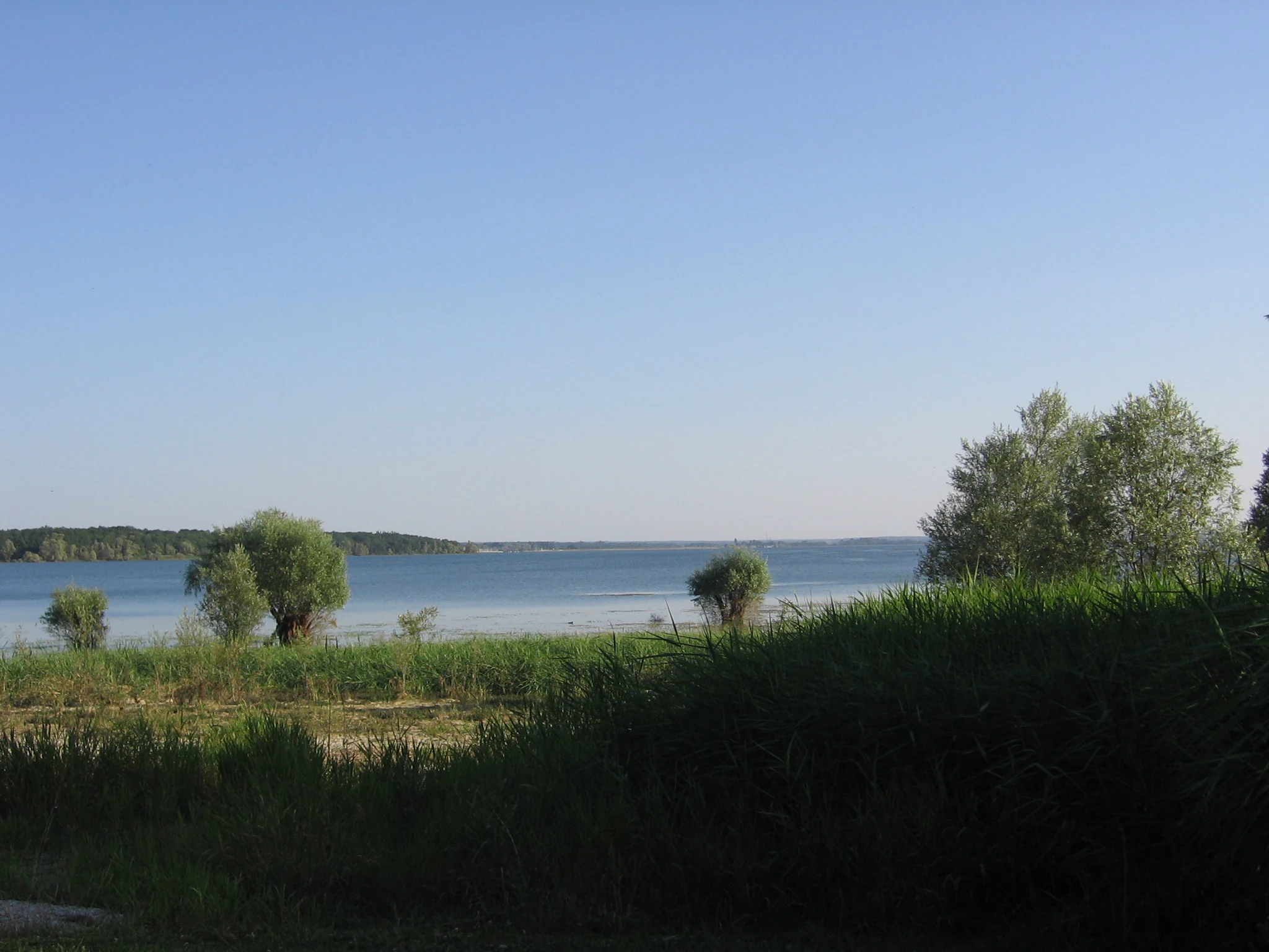A wide view of a calm lake under a clear blue sky, with tall grasses and a few trees in the foreground.