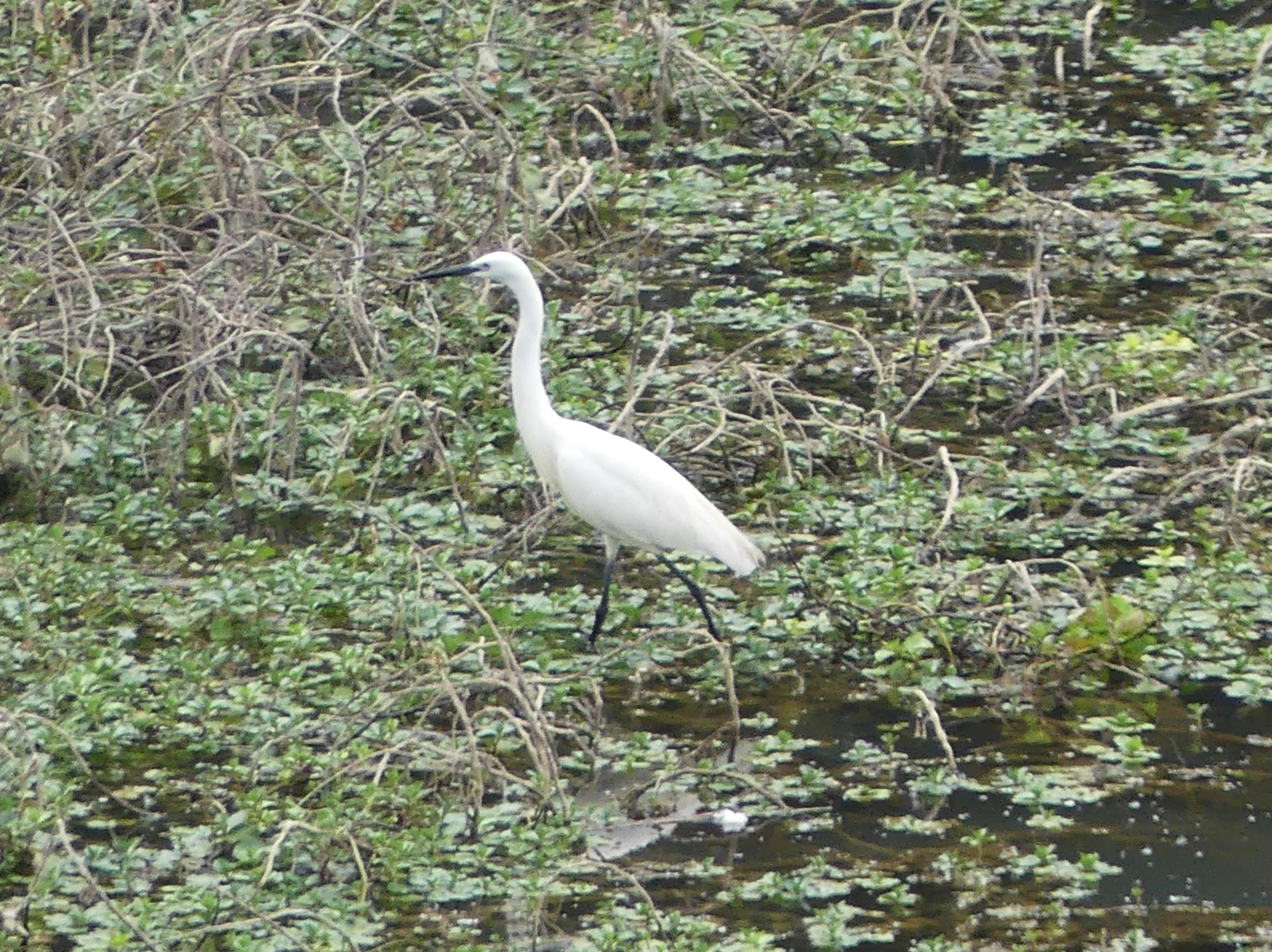 A white little egret standing in a shallow marshy area filled with dense green vegetation and tangled branches.