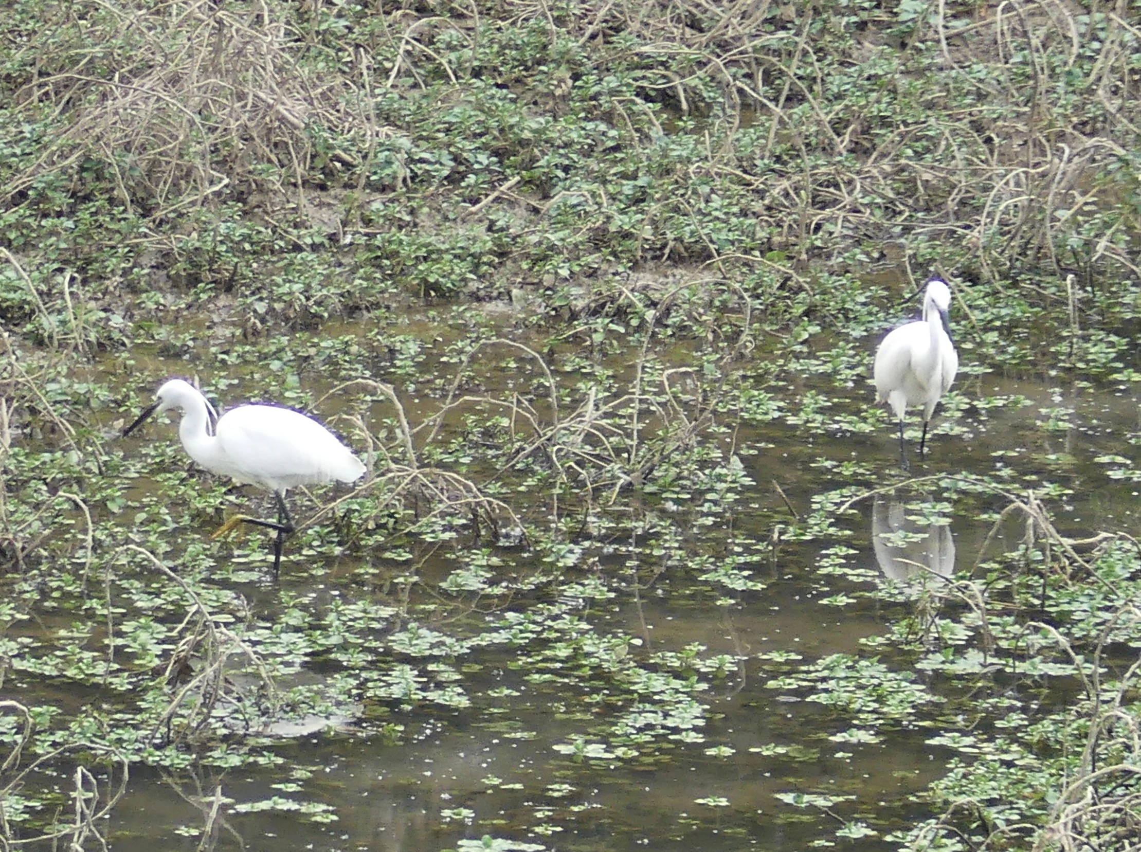 Two white little egrets wading through shallow water and dense shoreline vegetation.