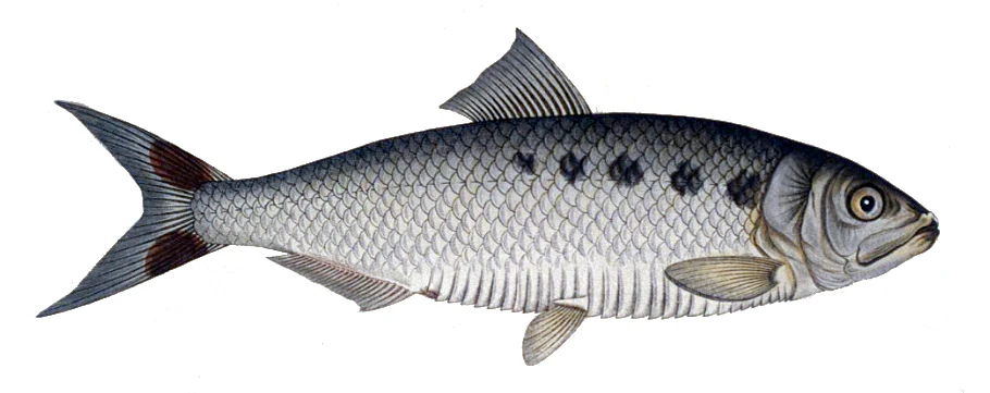 Scientific illustration of an Allis shad fish on a plain white background, showing its silver scales and distinctive row of dark spots along its side.