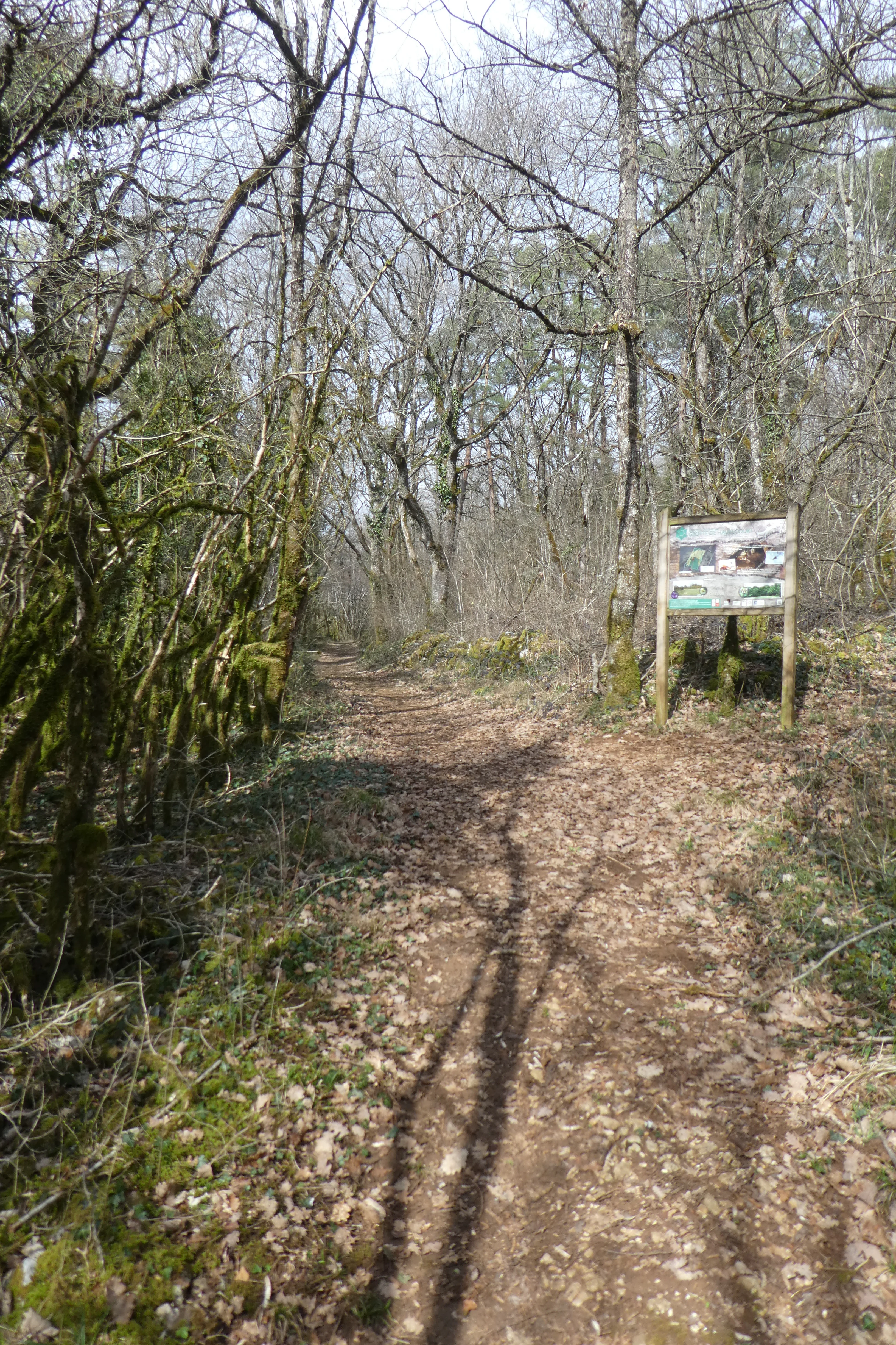 A dirt hiking trail winds through a forest of bare trees with leaf-covered ground; an informational signpost stands on the right side of the trail.