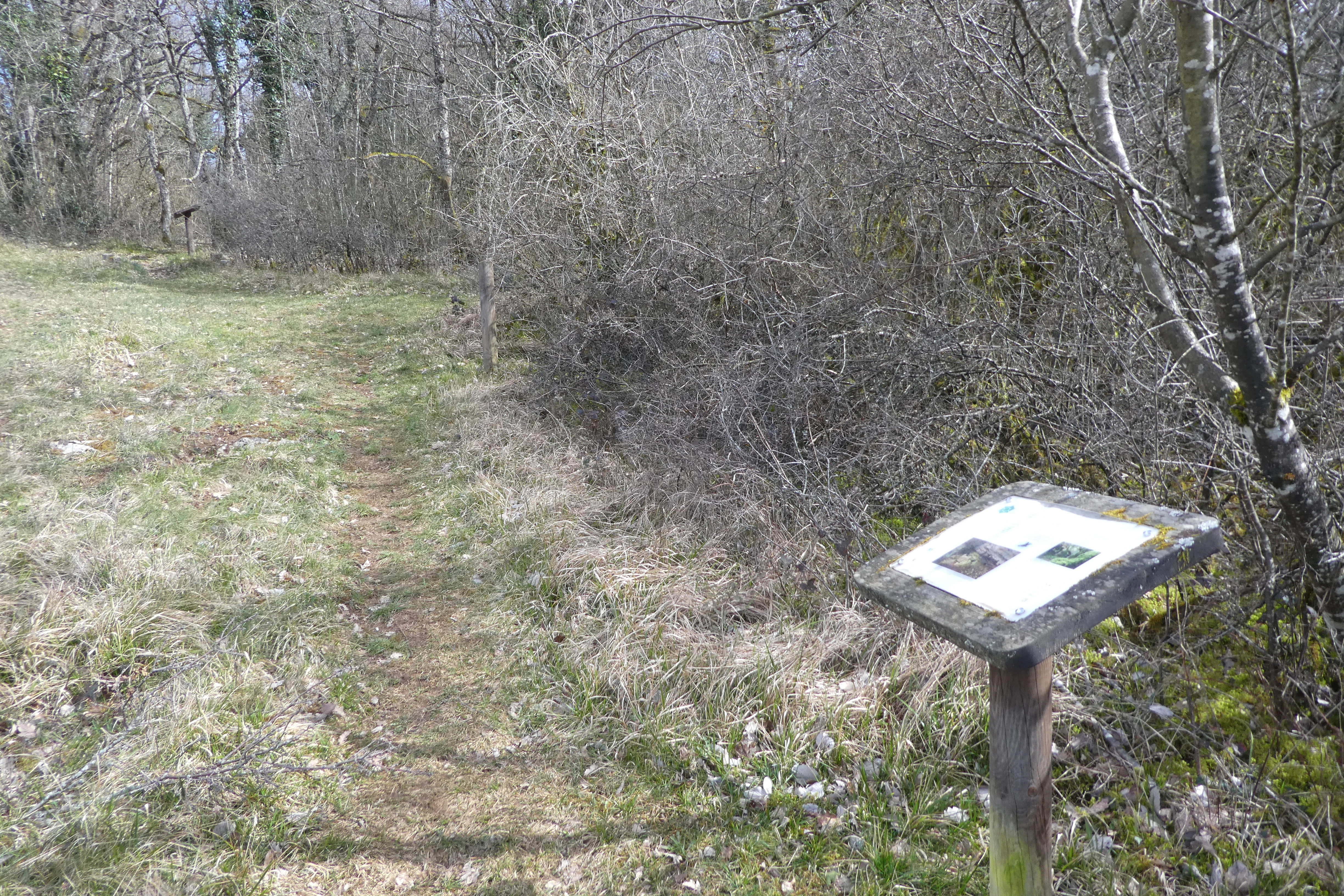 A weathered wooden pedestal with an informational sign stands at the edge of a dirt path leading into a dense, leafless forest.