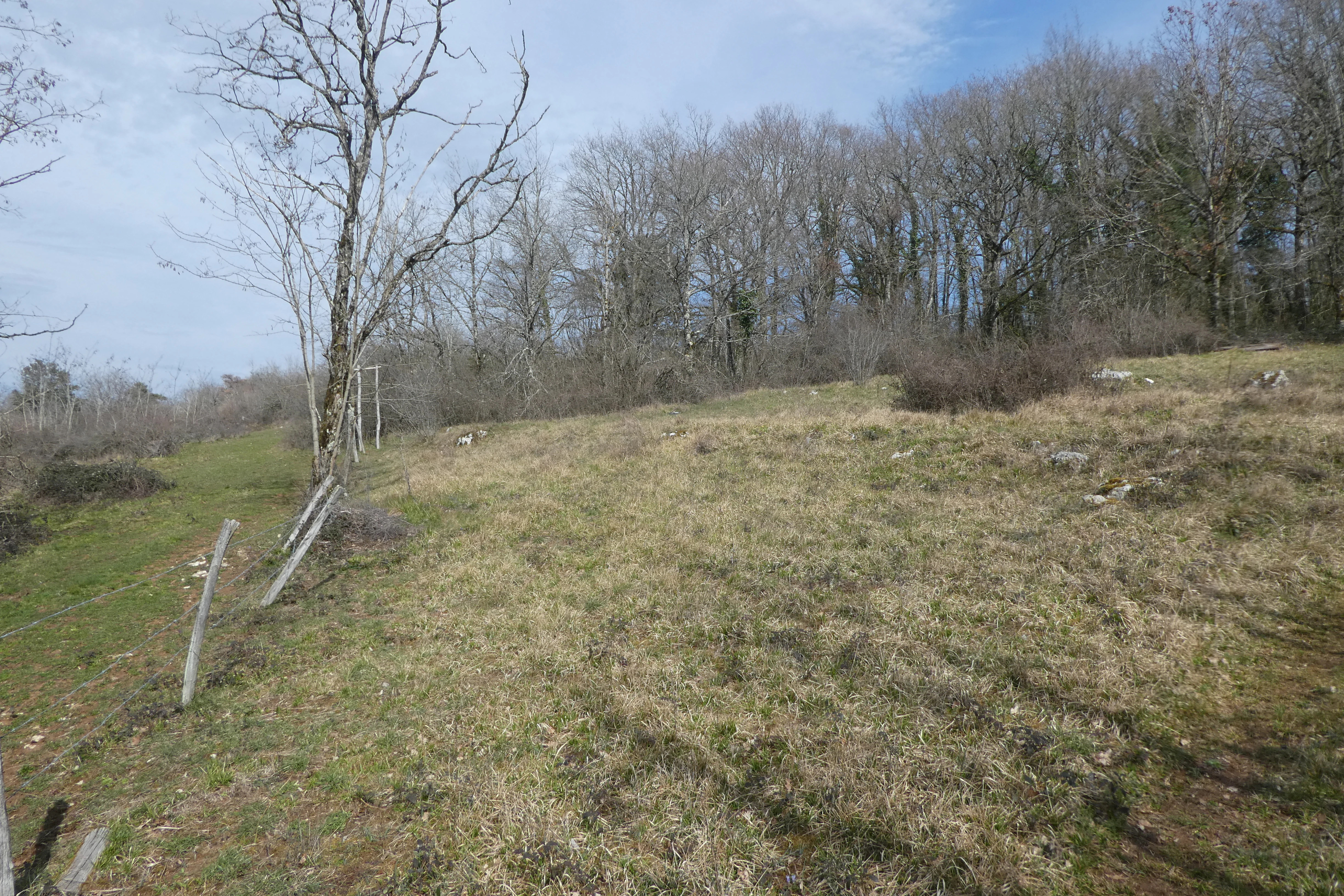 A grassy field with scattered rocks and a wire fence bordering a line of deciduous trees under a cloudy sky.