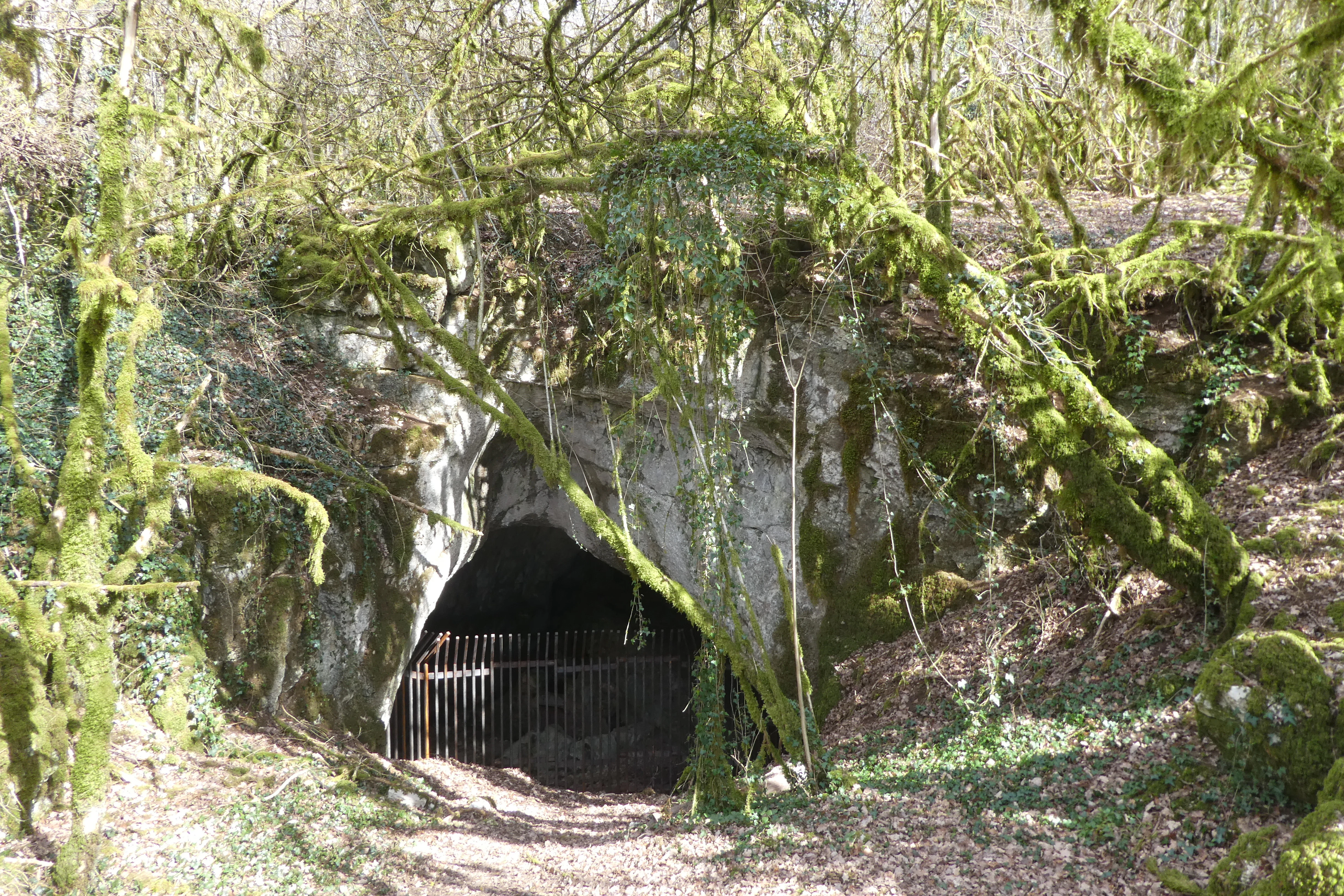 A gated cave entrance set into a limestone rock face, surrounded by trees covered in thick green moss in a woodland setting.
