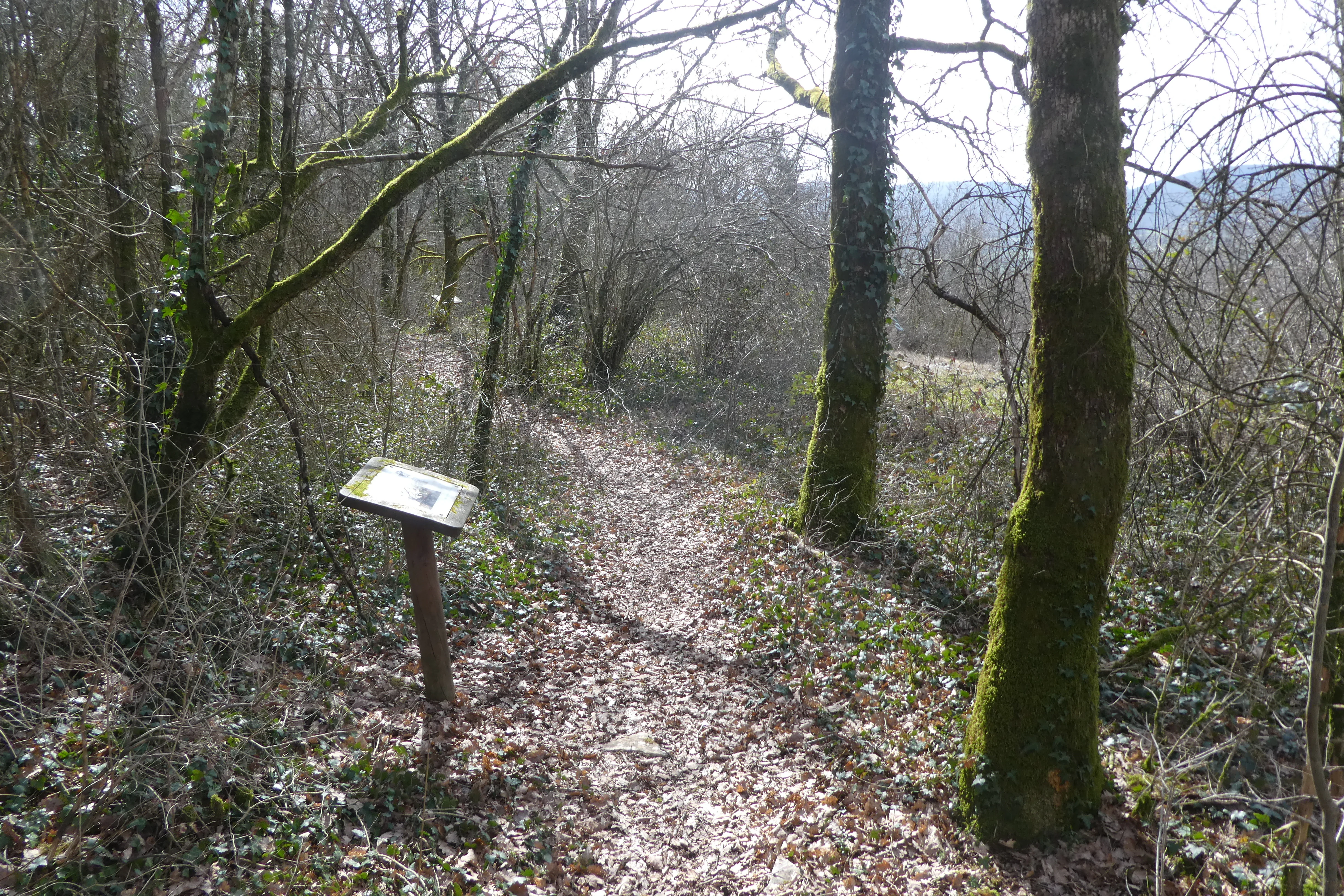 A narrow dirt trail leads through a deciduous forest with an informational sign post standing on the left side of the path.