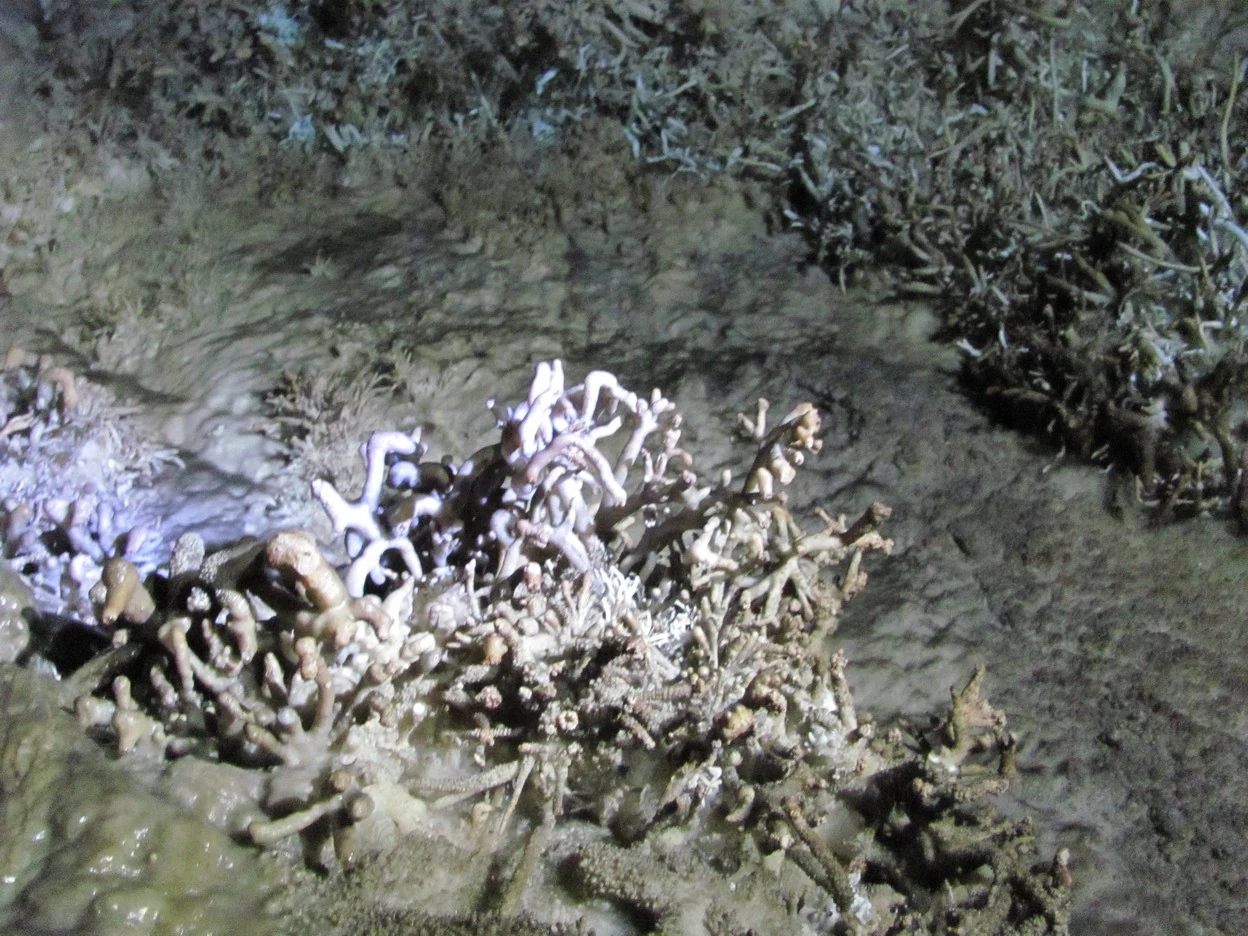 Close-up view of delicate, branch-like white aragonite crystal formations growing on a dark cave floor.