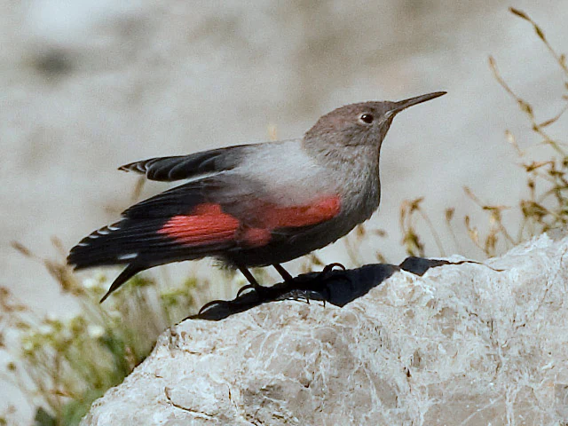 A wallcreeper bird with grey feathers and vivid red patches on its wings, standing on a light-colored rocky surface.