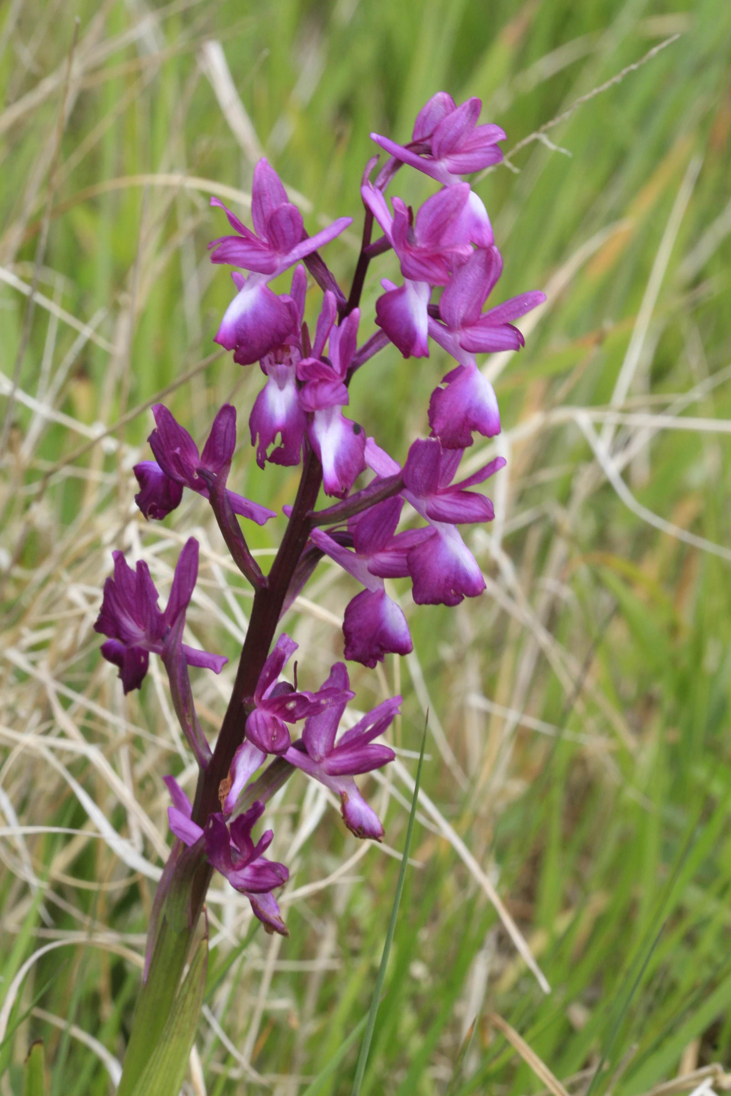 Una fotografía vertical en primer plano de un tallo vibrante de orquídea de flores sueltas de color púrpura en pie en una pradera herbosa.