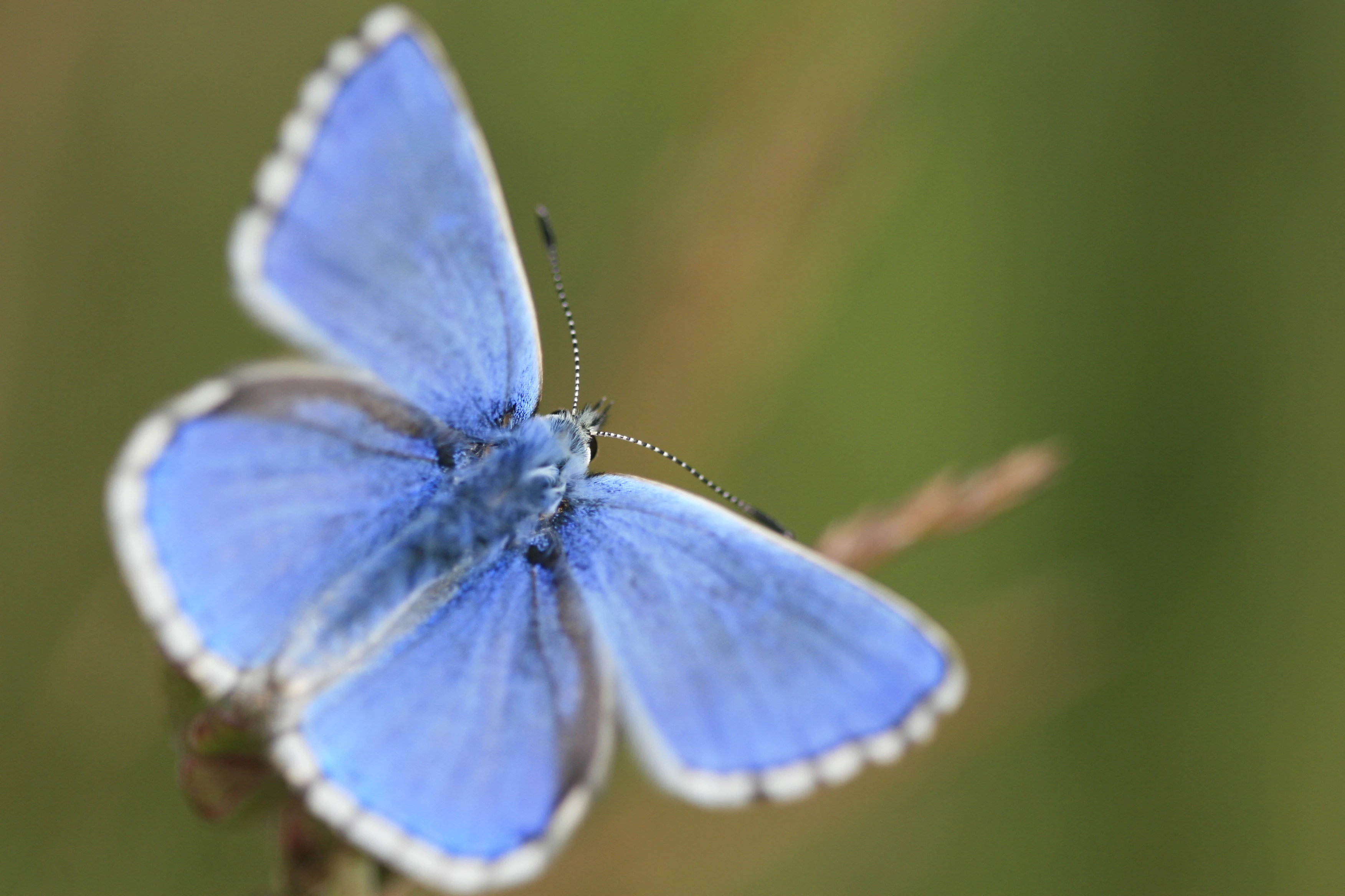 Una vista de cerca de una brillante mariposa Azul del Adonis de color azul intenso con alas de bordes blancos posada sobre una brizna de hierba.