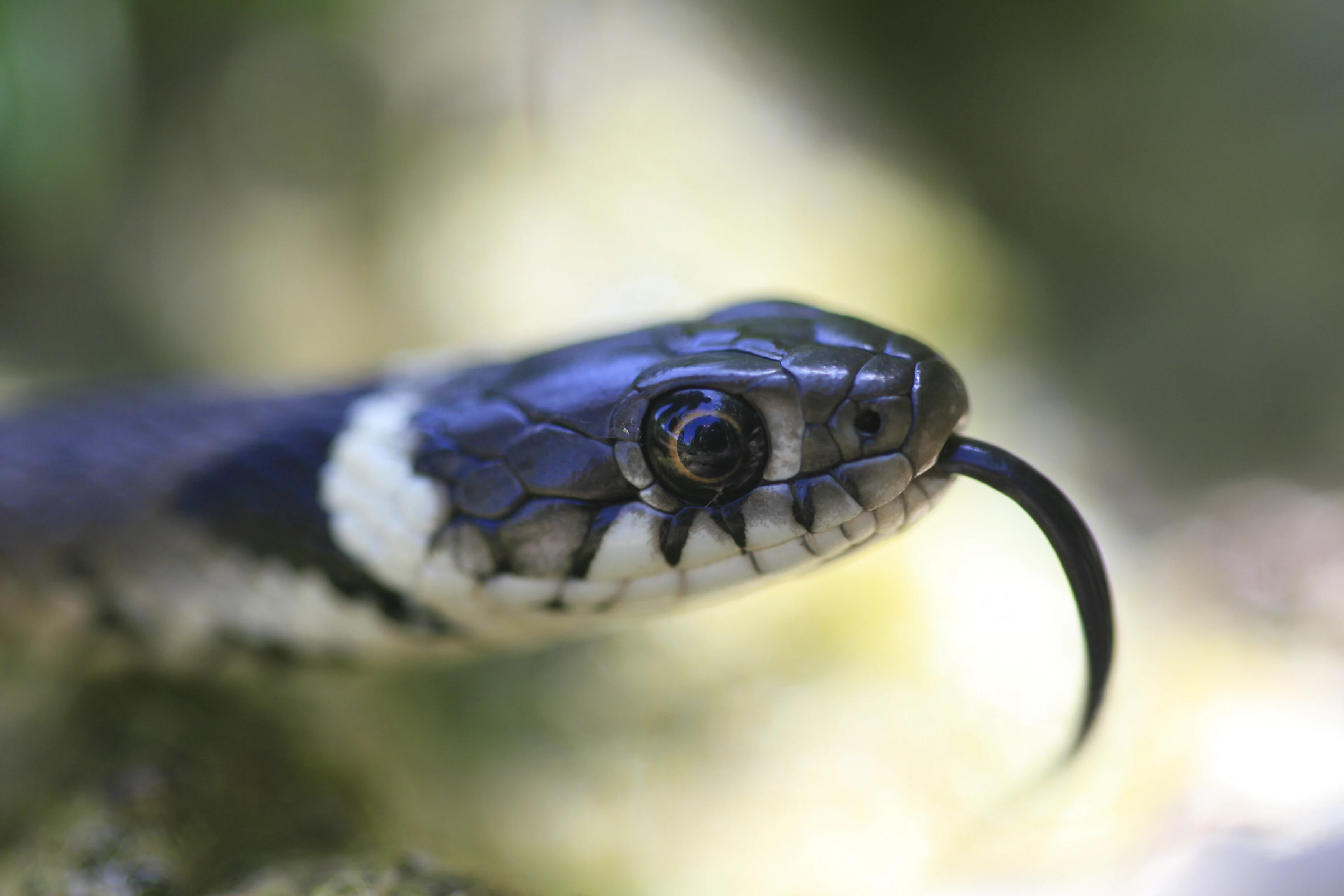 Una fotografía en primer plano de la cabeza y el cuello de una culebra de collar, que muestra su piel oscura, la distintiva marca pálida en forma de collar y la lengua bífida extendida.
