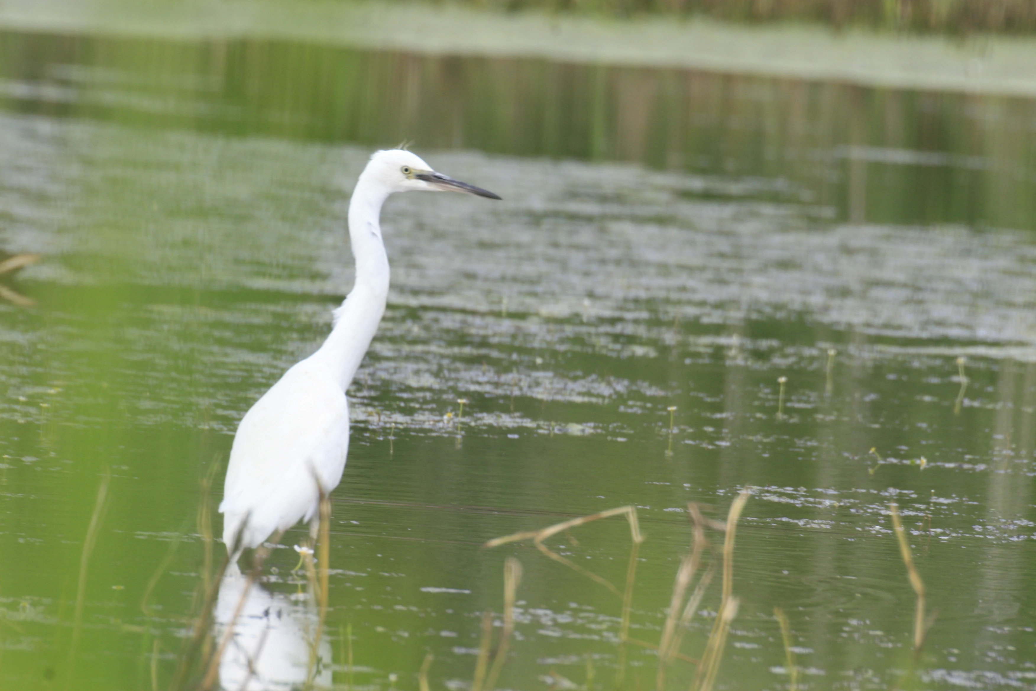 Una garceta común blanca vadeando aguas poco profundas de un pantano con vegetación verde.