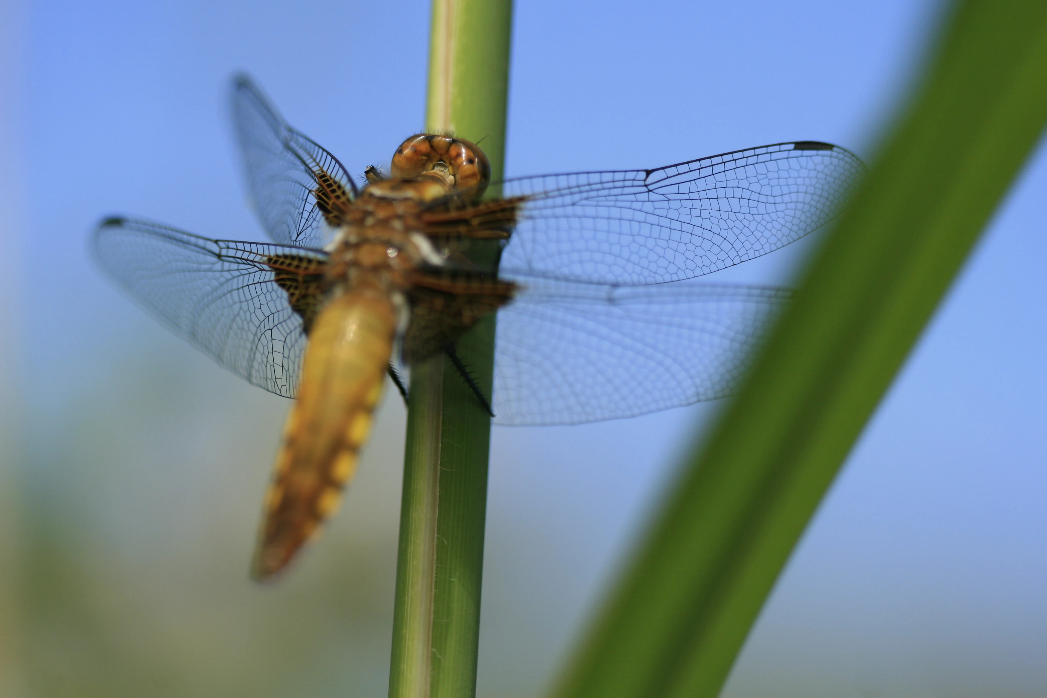 Una vista de cerca de una libélula de cuerpo ancho, Libellula depressa, posada sobre un tallo de junco verde contra un fondo de cielo azul desenfocado.