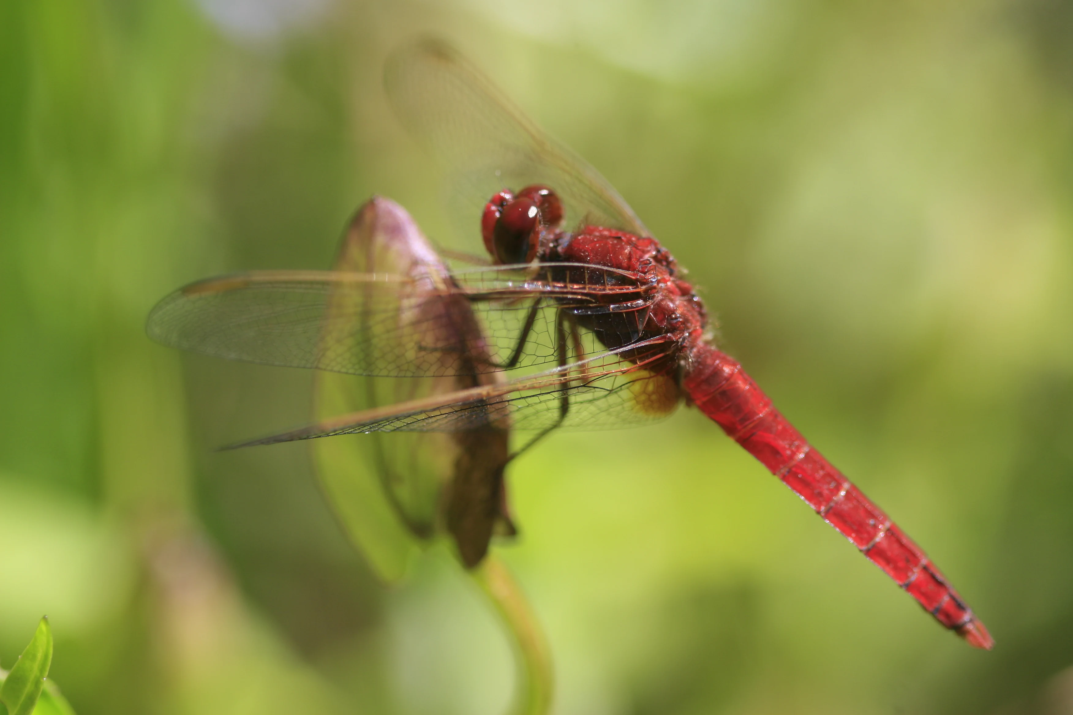 Una vista de cerca de una libélula roja vibrante con alas transparentes y veteadas posada sobre una hoja de planta verde contra un fondo suave y desenfocado.