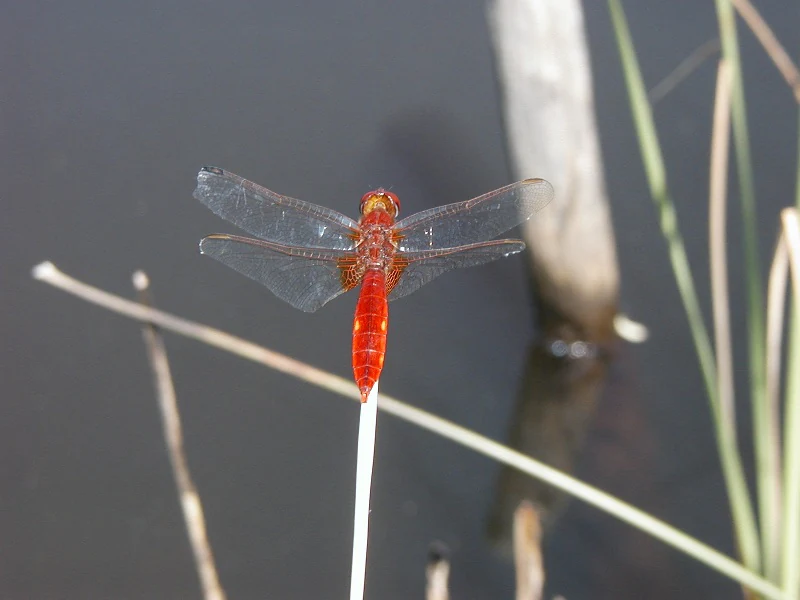 A bright red dragonfly with transparent wings perched on a thin white stem against a dark water background with blurred reeds